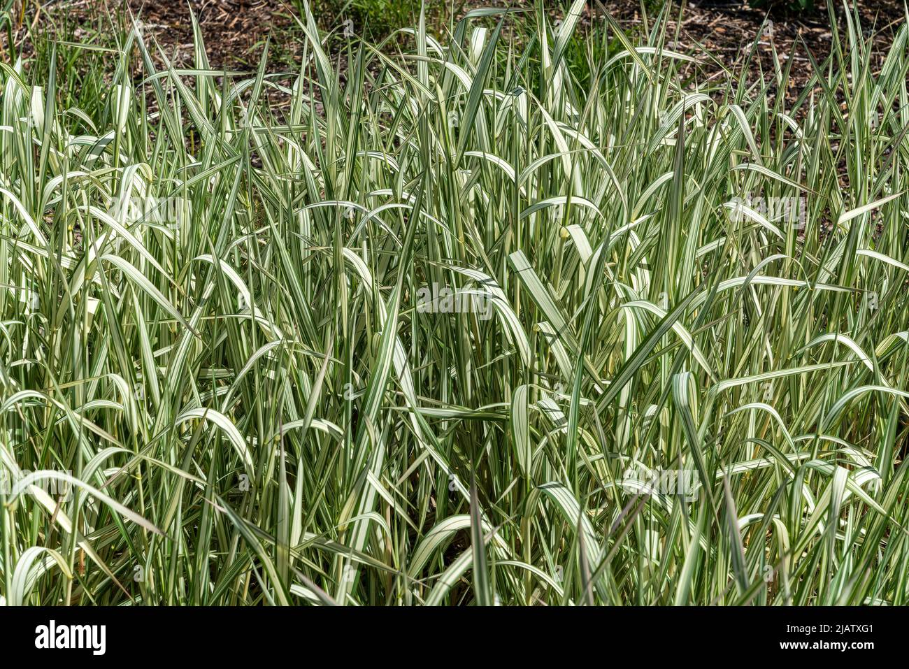 Phalaris arundinacea var picta 'Feesey' una pianta di erba a strisce perenne comunemente conosciuta come erba del nastro o Garters del giardiniere, immagine della foto di scorta Foto Stock