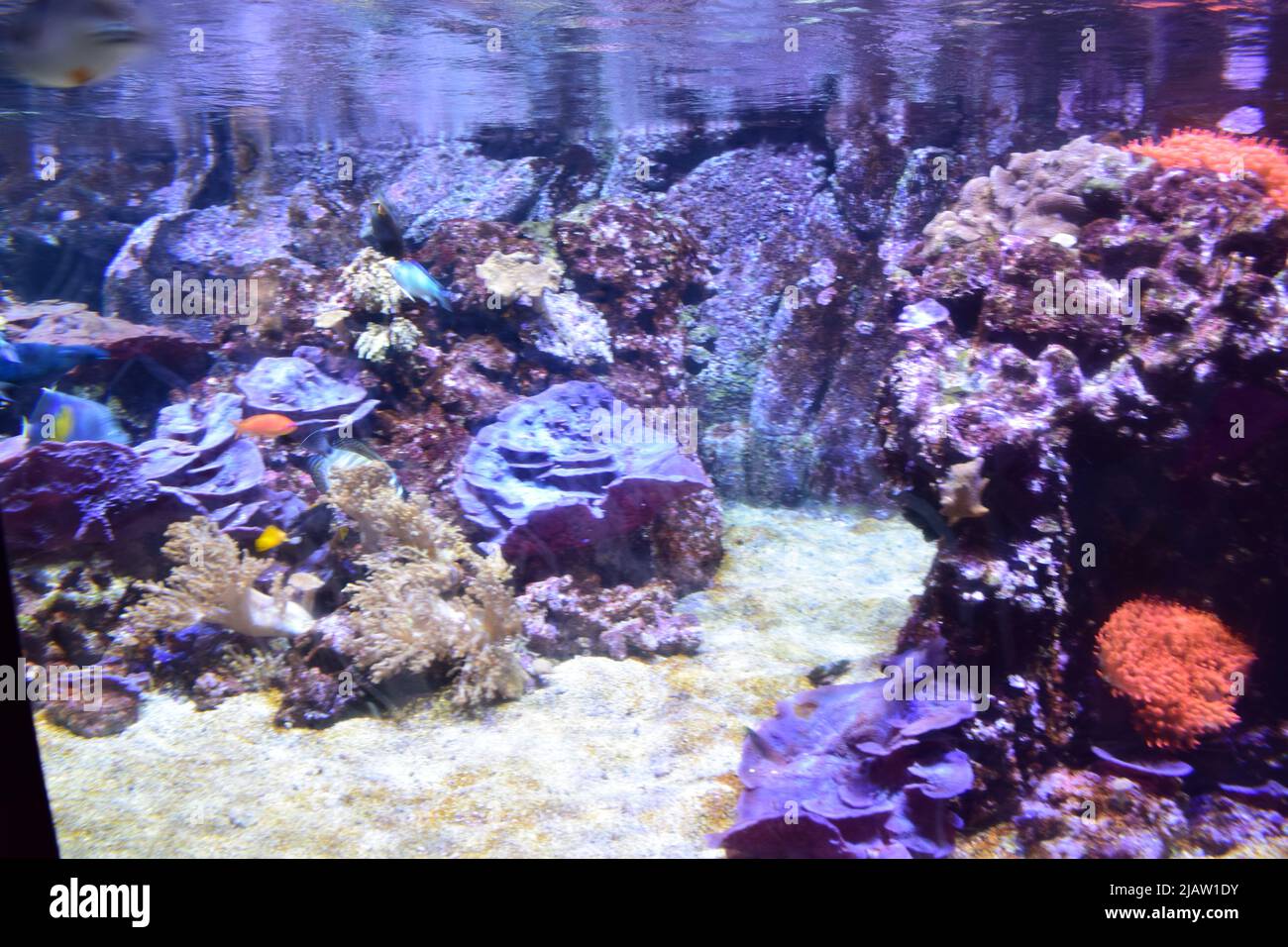 Acquario di pesci con barriera corallina e mostra d'acqua, bambini Foto Stock