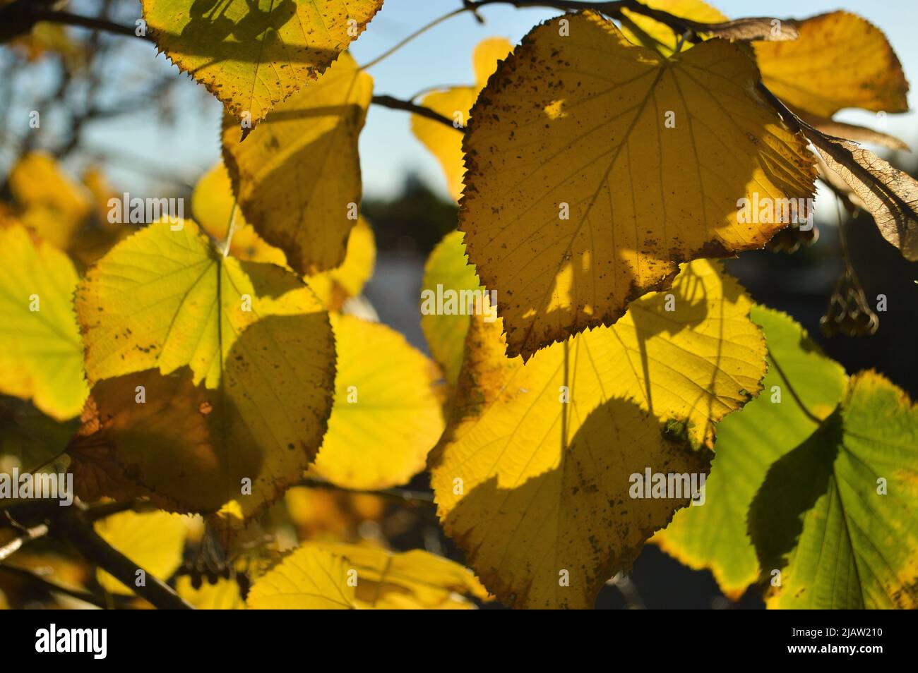 Retroilluminato con foglie di autunno Foto Stock