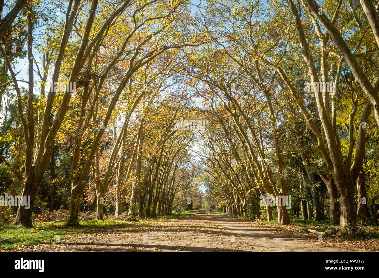 Paesaggio di una foresta in autunno Foto Stock