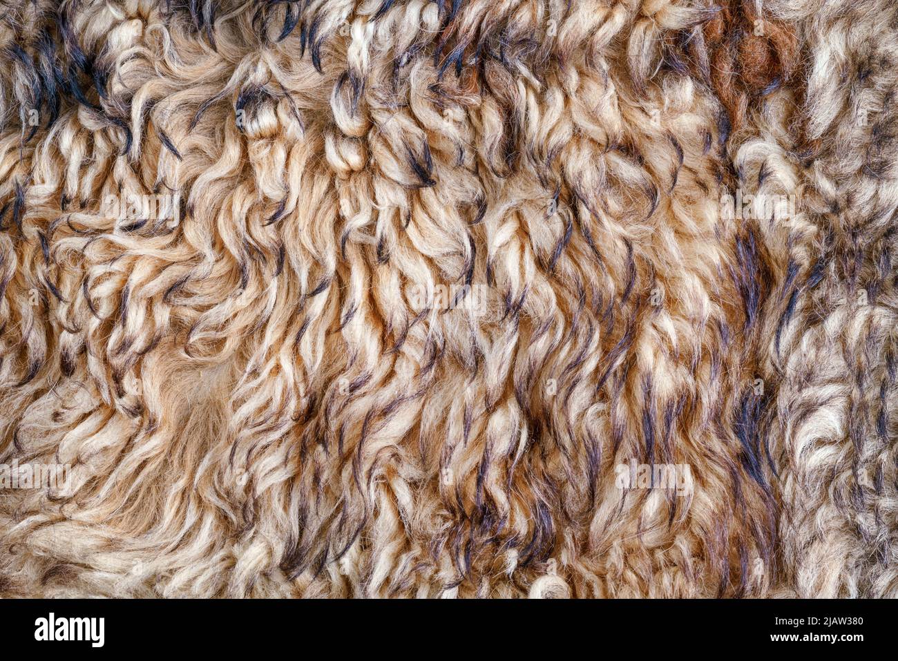 Pelliccia artificiale ricurly beige da vicino per texture e sfondo Foto Stock
