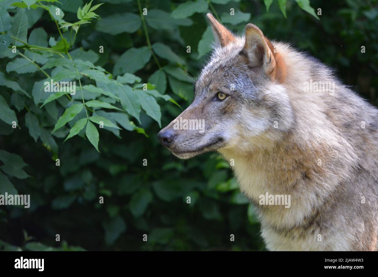 Lupo Foto Stock