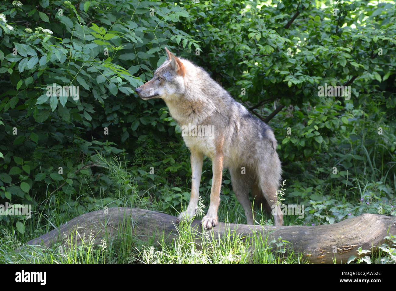 Wolf im Wald Foto Stock