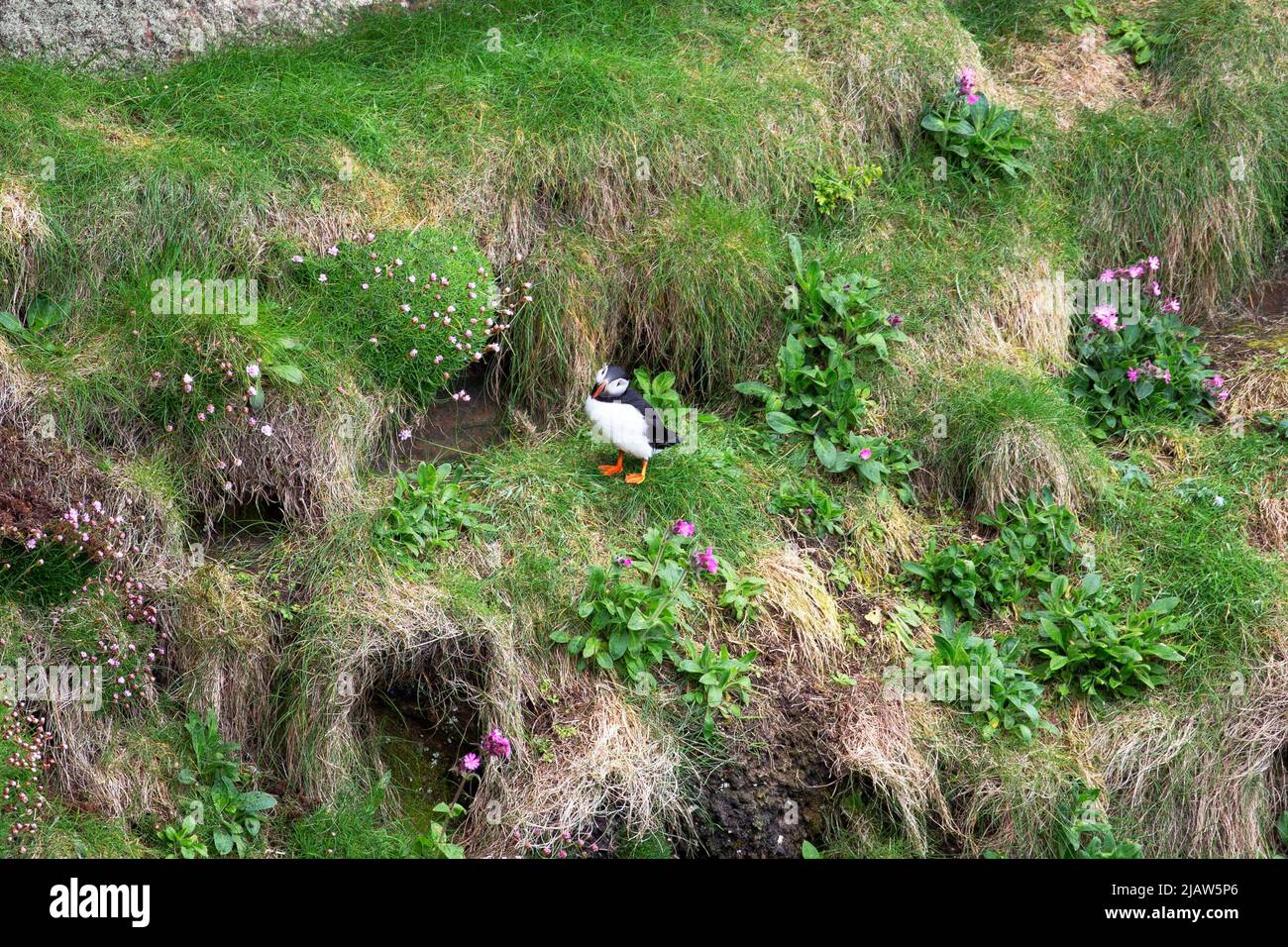 Puffin sulle scogliere di Dunnett Head, Dunnett, Caithness, Scozia Foto Stock