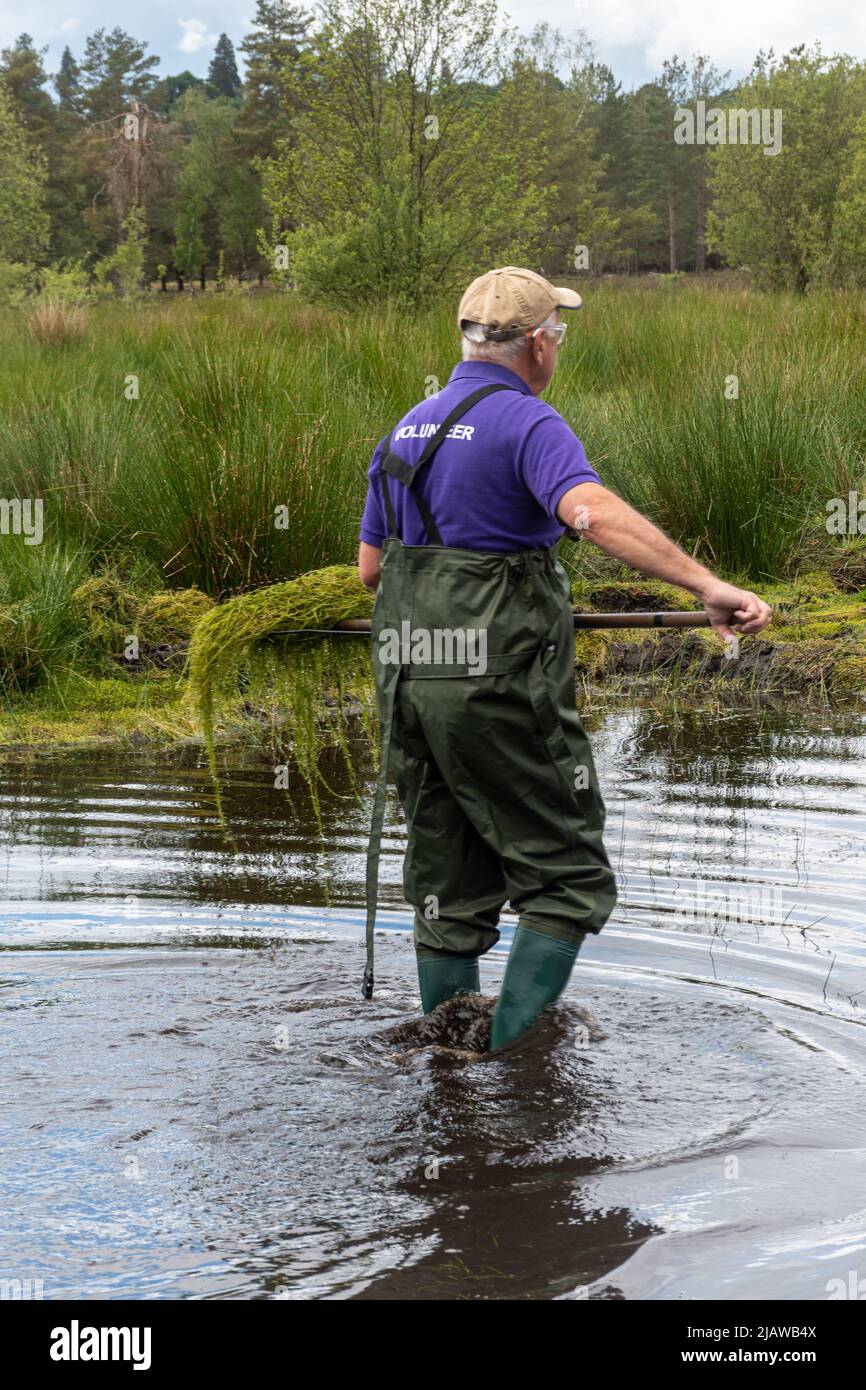 Volontari e lavoratori di conservazione che rimuovono la pianta invasiva Crassula helmsii, una specie introdotta non nativa, da un grande stagno in Hampshire, Regno Unito Foto Stock