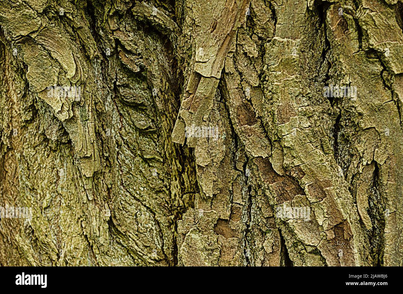 Texture of old pioppo bark.Natural background in legno Foto Stock