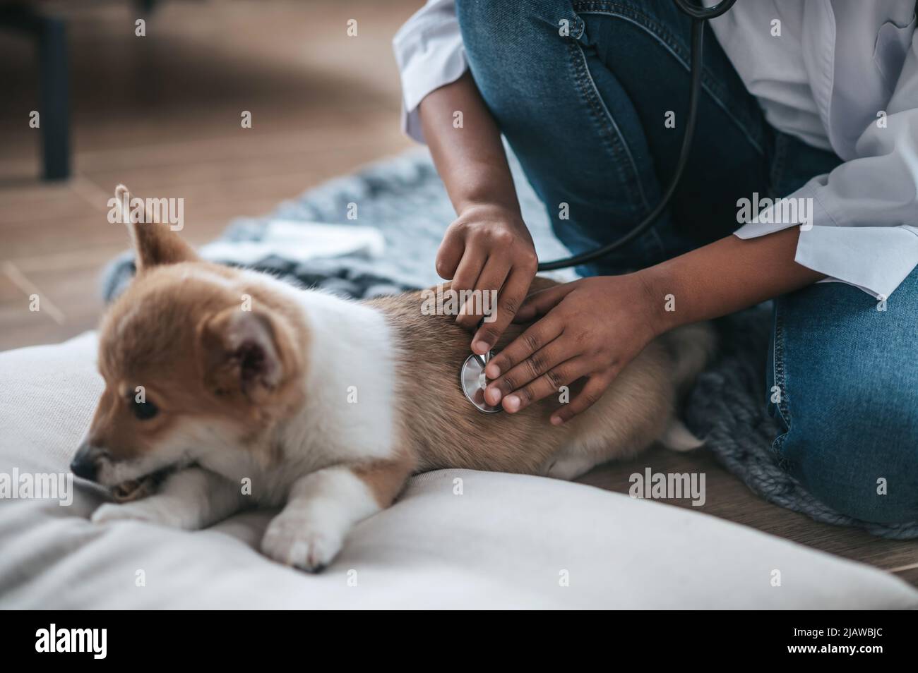 Un ragazzo in un cappotto bianco che tiene stetoscopio ed esamina un cane malato Foto Stock