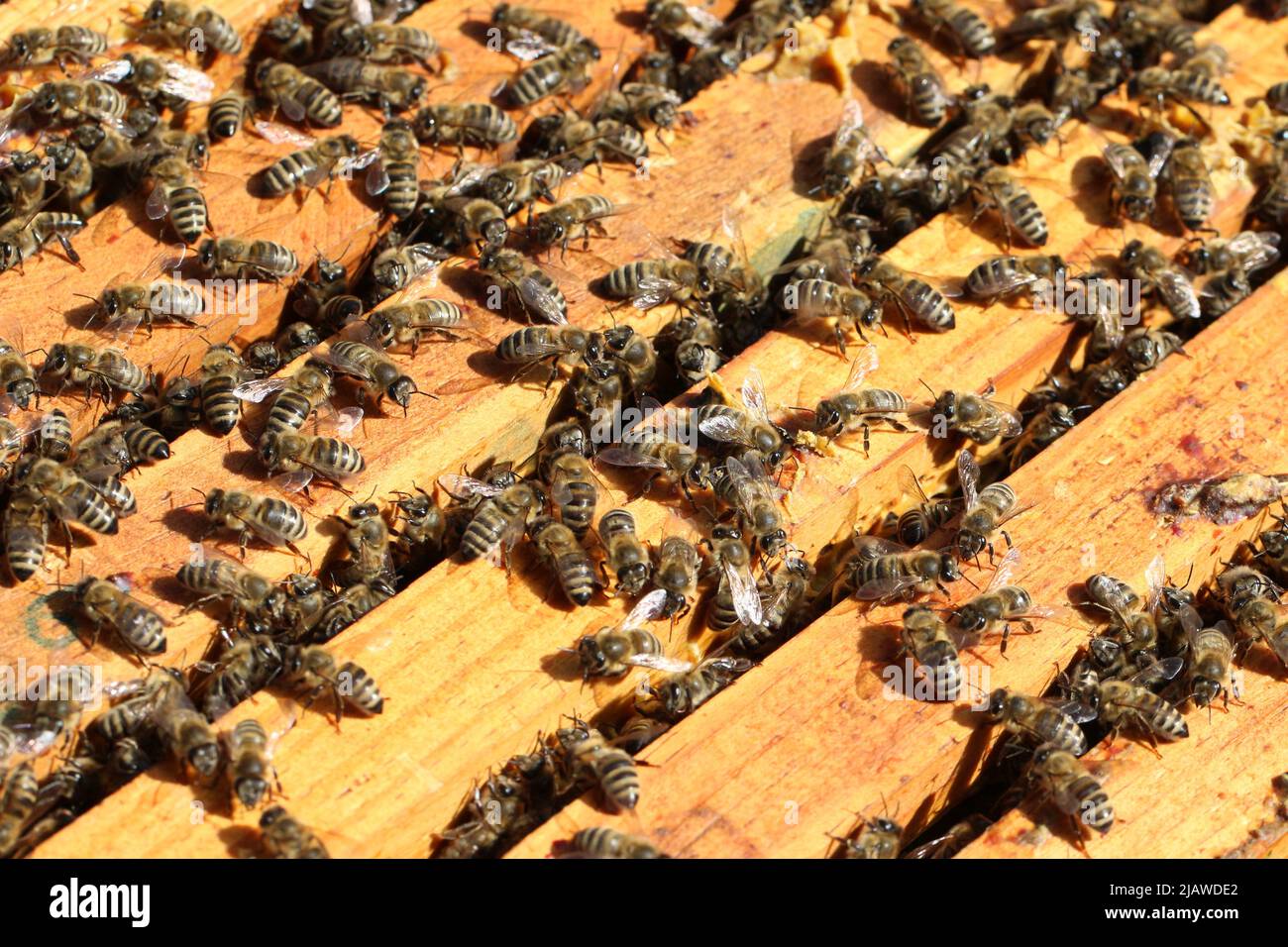 Honeybees nell'alveare Foto Stock