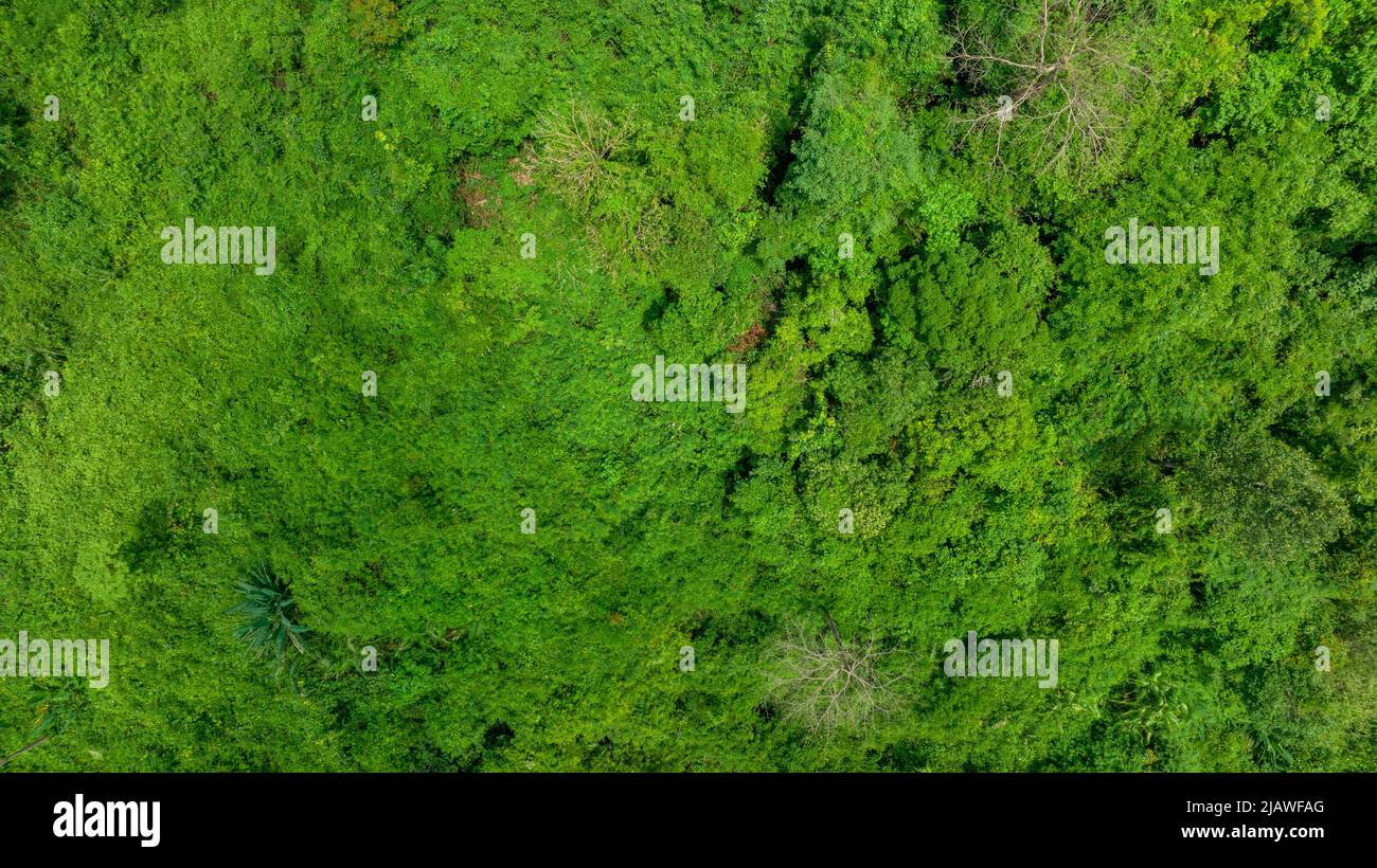 Vista aerea di un bel campo verde naturale di erba nel concetto di montagna foresta selvaggia viaggio e relax in vacanza. Foto Stock