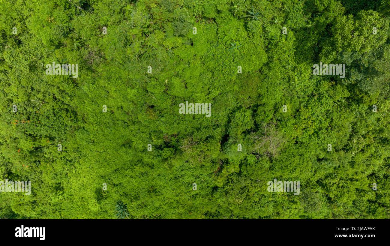 Vista aerea di un bel campo verde naturale di erba nel concetto di montagna foresta selvaggia viaggio e relax in vacanza. Foto Stock