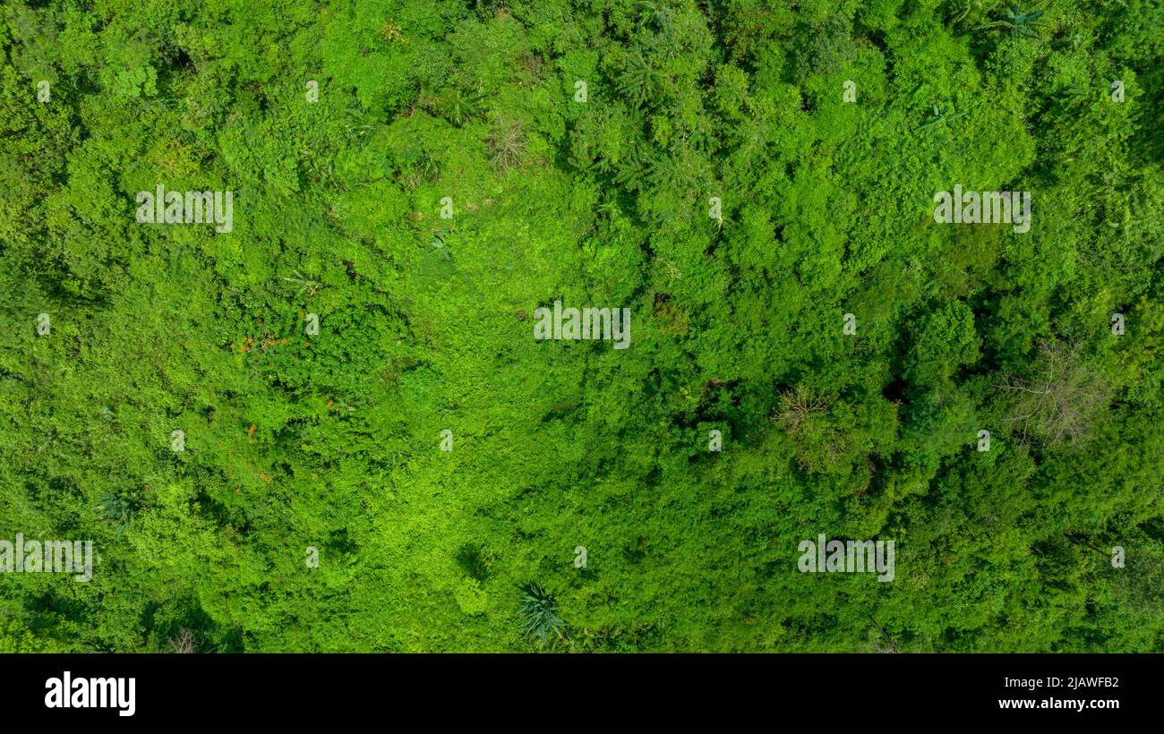 Vista aerea di un bel campo verde naturale di erba nel concetto di montagna foresta selvaggia viaggio e relax in vacanza. Foto Stock