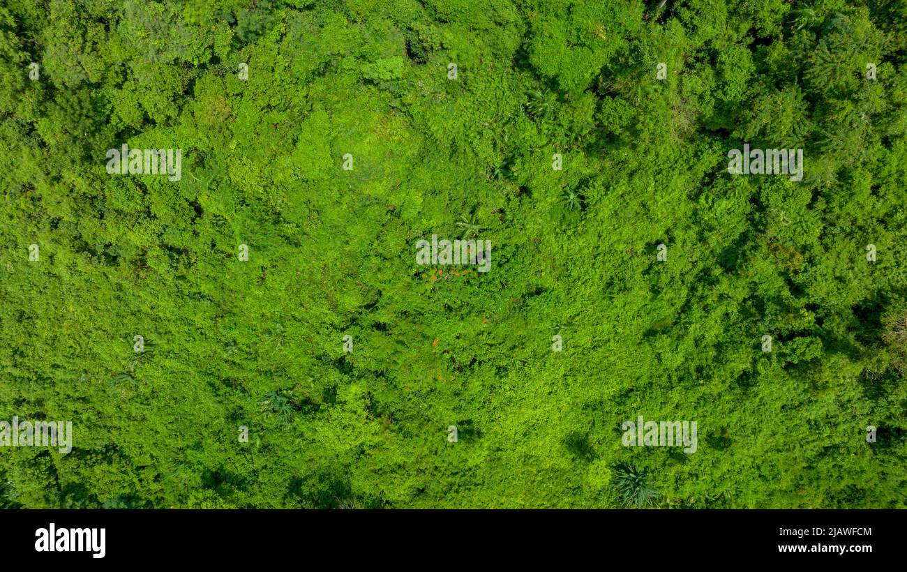 Vista aerea di un bel campo verde naturale di erba nel concetto di montagna foresta selvaggia viaggio e relax in vacanza. Foto Stock