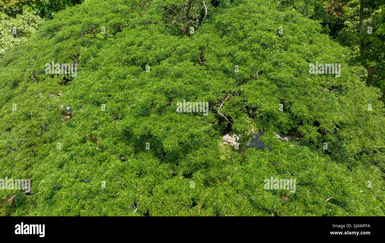 Vista aerea di un bel campo verde naturale di erba nel concetto di montagna foresta selvaggia viaggio e relax in vacanza. Foto Stock