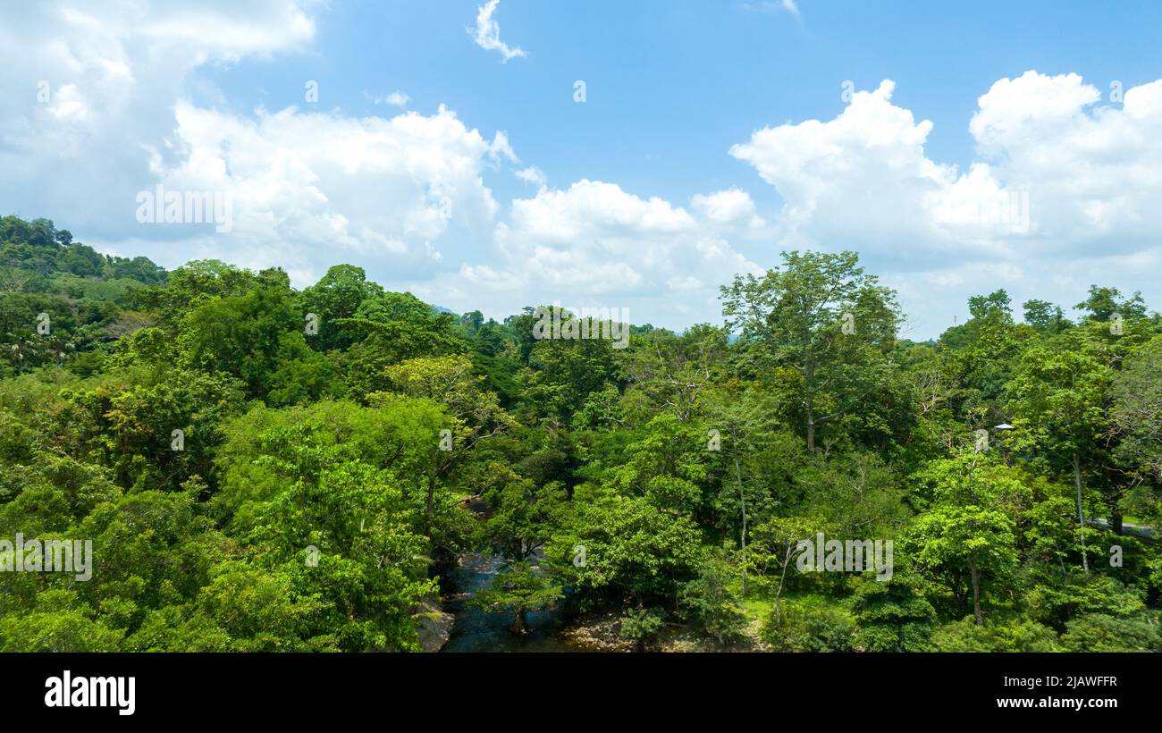 Vista aerea del bellissimo campo verde naturale di erba nella foresta selvaggia montagna su cielo blu nuvola concetto di viaggio e relax in vacanza tempo. Foto Stock