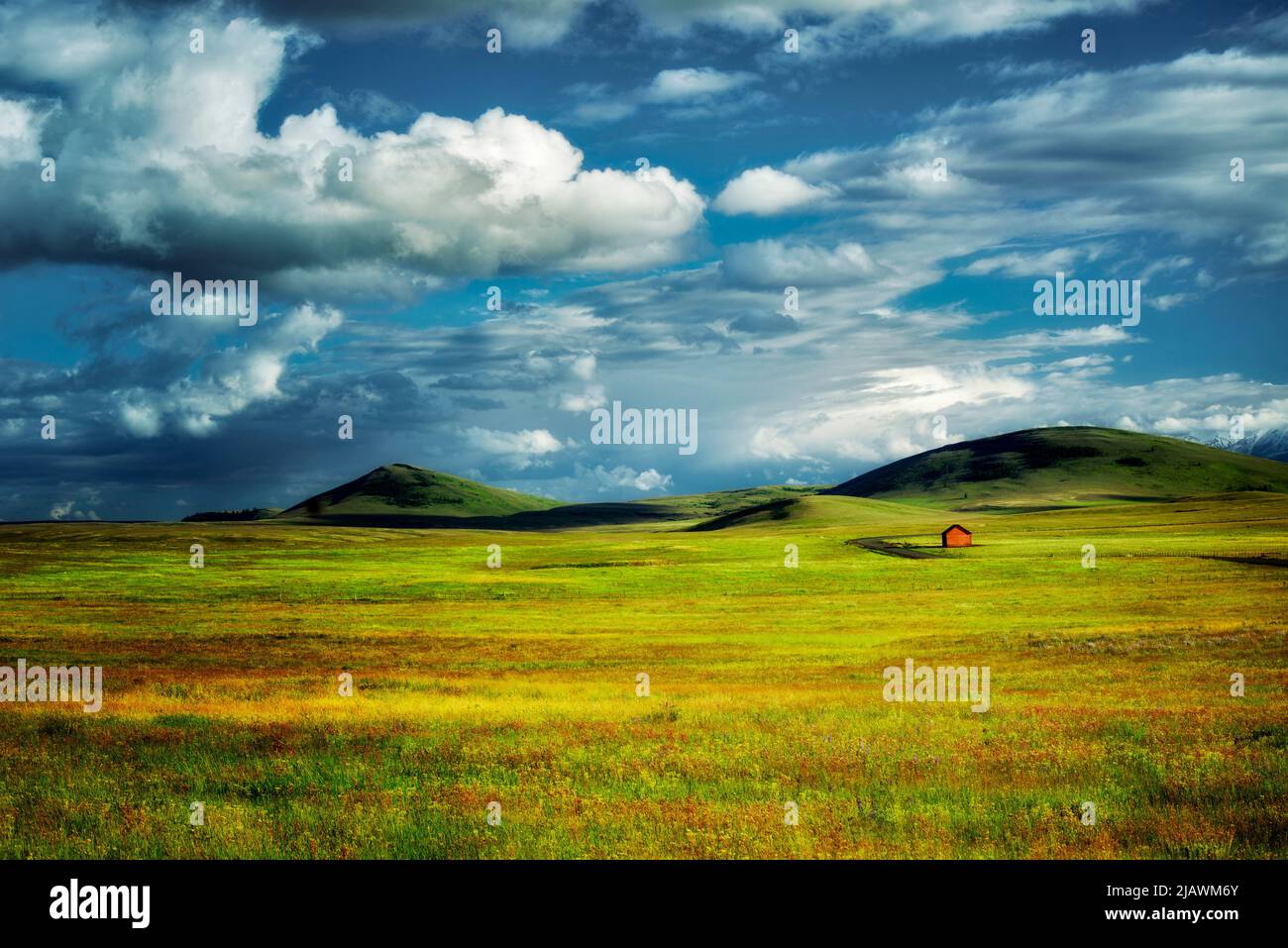 Fiori Selvatici in pascolo con fienile. Zumwalt Prairie preservare, Oregon Foto Stock