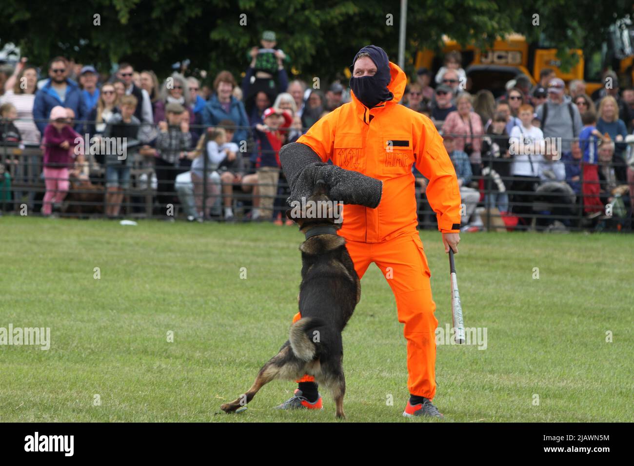 Ipswich, Regno Unito. 01st Giu 2022. Dopo essere stato cancellato nel 2020 e nel 2021 a causa di restrizioni Covid il Suffolk Show ritorna a Ipswich. Norfolk e Suffolk mostra sezione cane polizia congiunta. I cani sono addestrati a trattare con i criminali. Credit: Eastern views/Alamy Live News Foto Stock