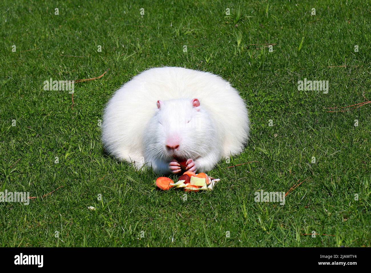 Lontra di nutria bianca, castoro palude mangia su erba verde. Grande ratto d'acqua, muskrat con pelliccia lunga siede nel parco. Animali da zoo, fattoria, Foto Stock