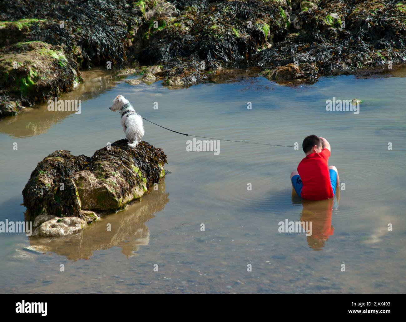 Un ragazzo e il suo cane sulla costa meridionale dell'Inghilterra Foto Stock