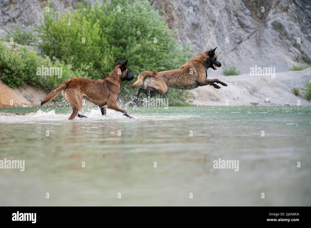 Pastore belga malinois che salta nell'acqua del lago con un altro cane che corre con lui. Foto Stock