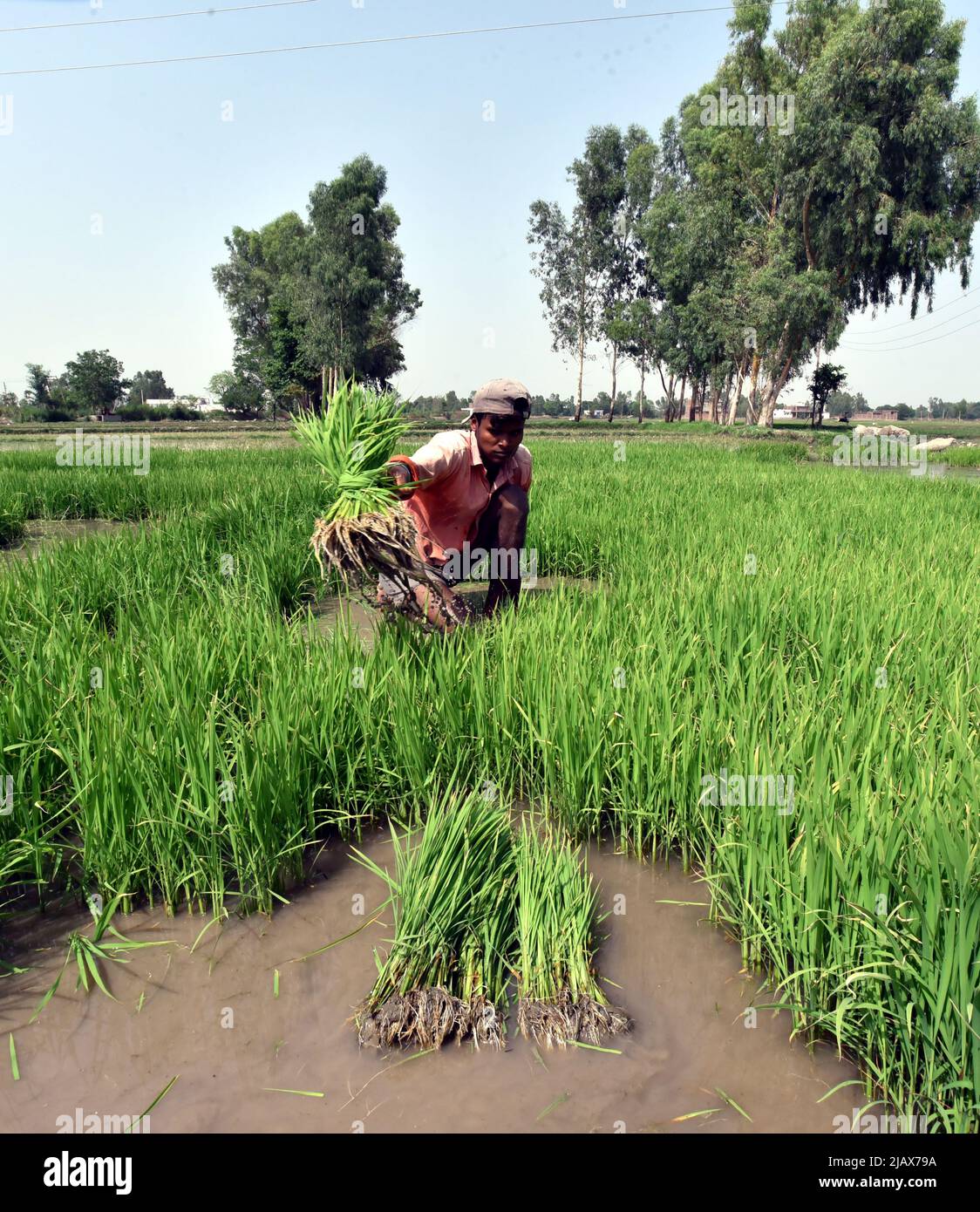 Jammu, Kashmir controllato dall'India. 1st giugno 2022. Un agricoltore tira fuori i paddy saplings prima di ripiantarli in un altro campo alla periferia di Jammu, la capitale invernale del Kashmir indiano-controllato, 1 giugno 2022. Credit: Str/Xinhua/Alamy Live News Foto Stock