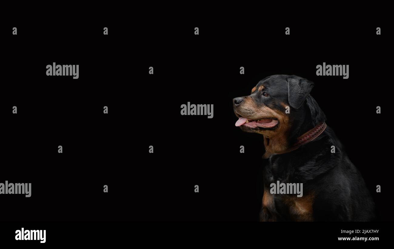 Cani testa di un cane Rottweiler razza su uno sfondo scuro - ritratto, guardando con attenzione nella distanza, fuoco selettivo Foto Stock
