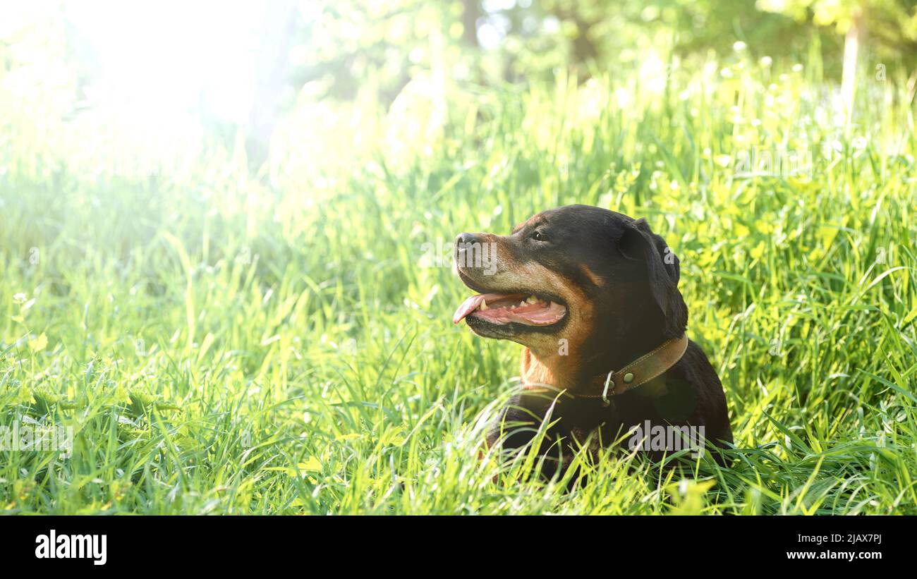 Ritratto di un cane di razza Rottweiler con un sorriso soddisfatto che riposa nell'erba su una passeggiata sfondo naturale piante fogliame con luce solare, selettivo fo Foto Stock