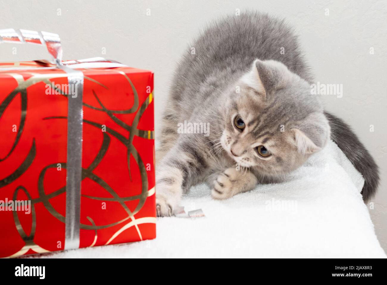 Un gattino grigio soffice gioca con una scatola regalo su uno sfondo grigio  a casa. Giocattoli e articoli per animali, negozio di animali Foto stock -  Alamy