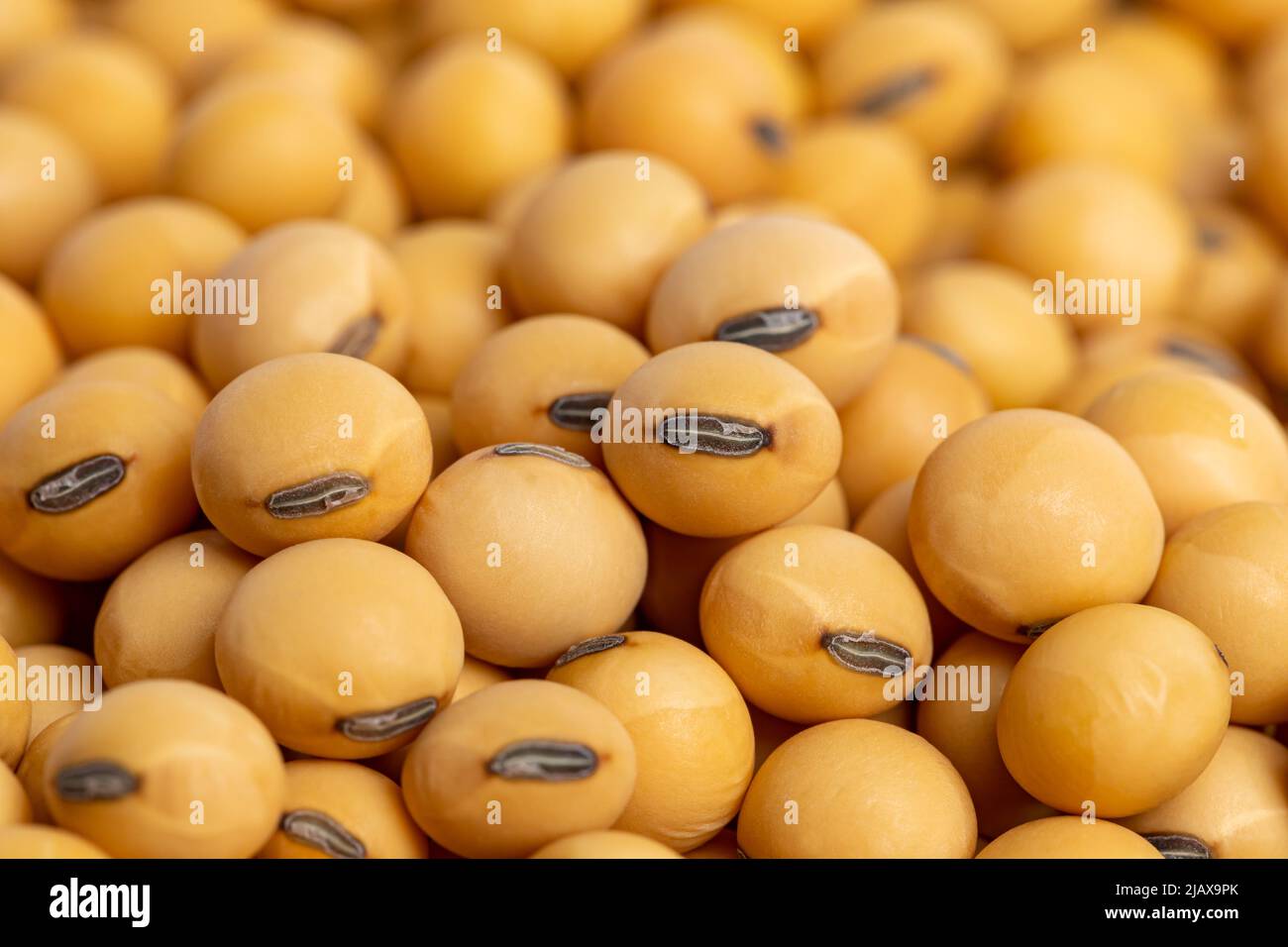 Primo piano di semi di soia. Commercio agricolo, agricoltura, e concetto di biocarburante di soia. Foto Stock