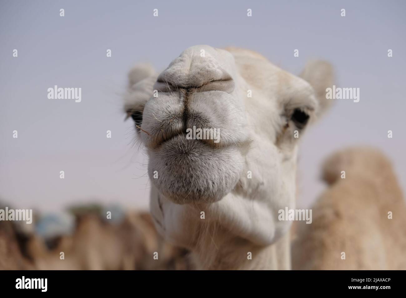 Un primo piano di un dromedario in vendita al mercato dei cammelli in Nouakchott Mauritania Foto Stock