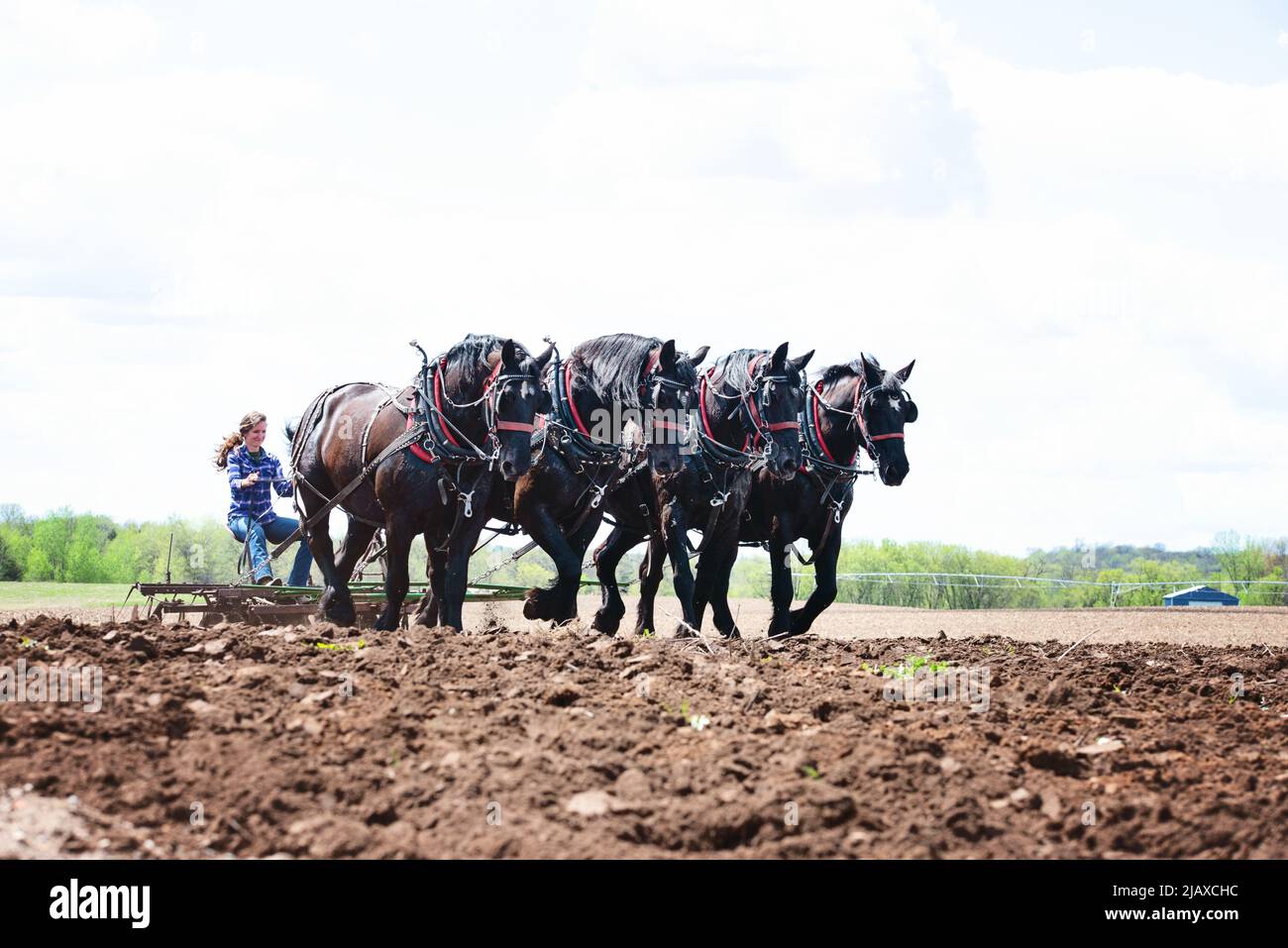 Donna che arava un campo con squadra di cavalli neri Percheron. Foto Stock