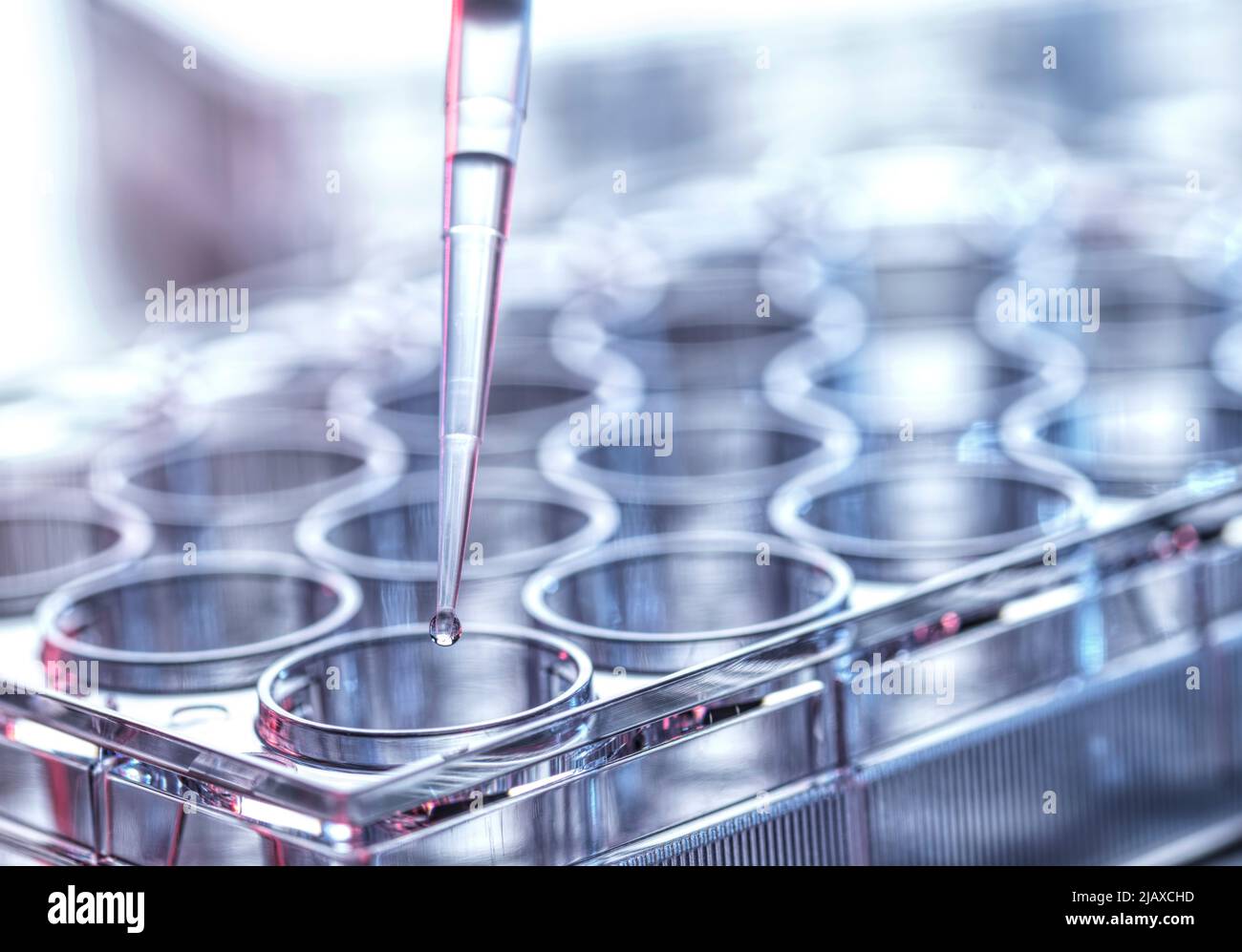 Pharmaceutical Research, pipettaggio del campione in una piastra multipozzello Foto Stock