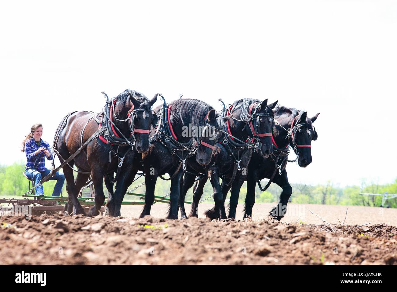 Donna che arava un campo con una squadra di cavalli Black Percheron. Foto Stock