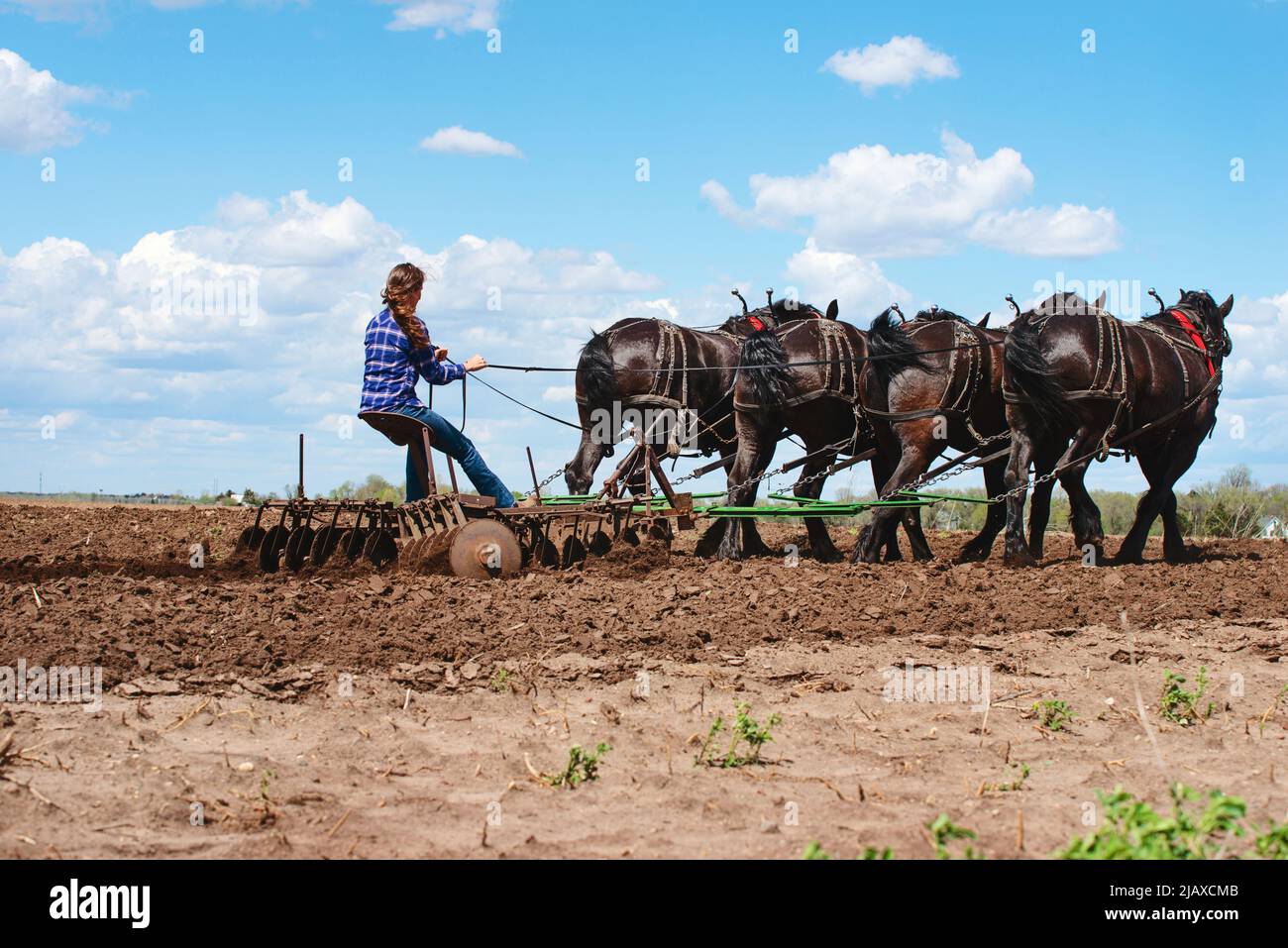 Donna che arava un campo con una squadra di quattro cavalli neri Percheron. Foto Stock