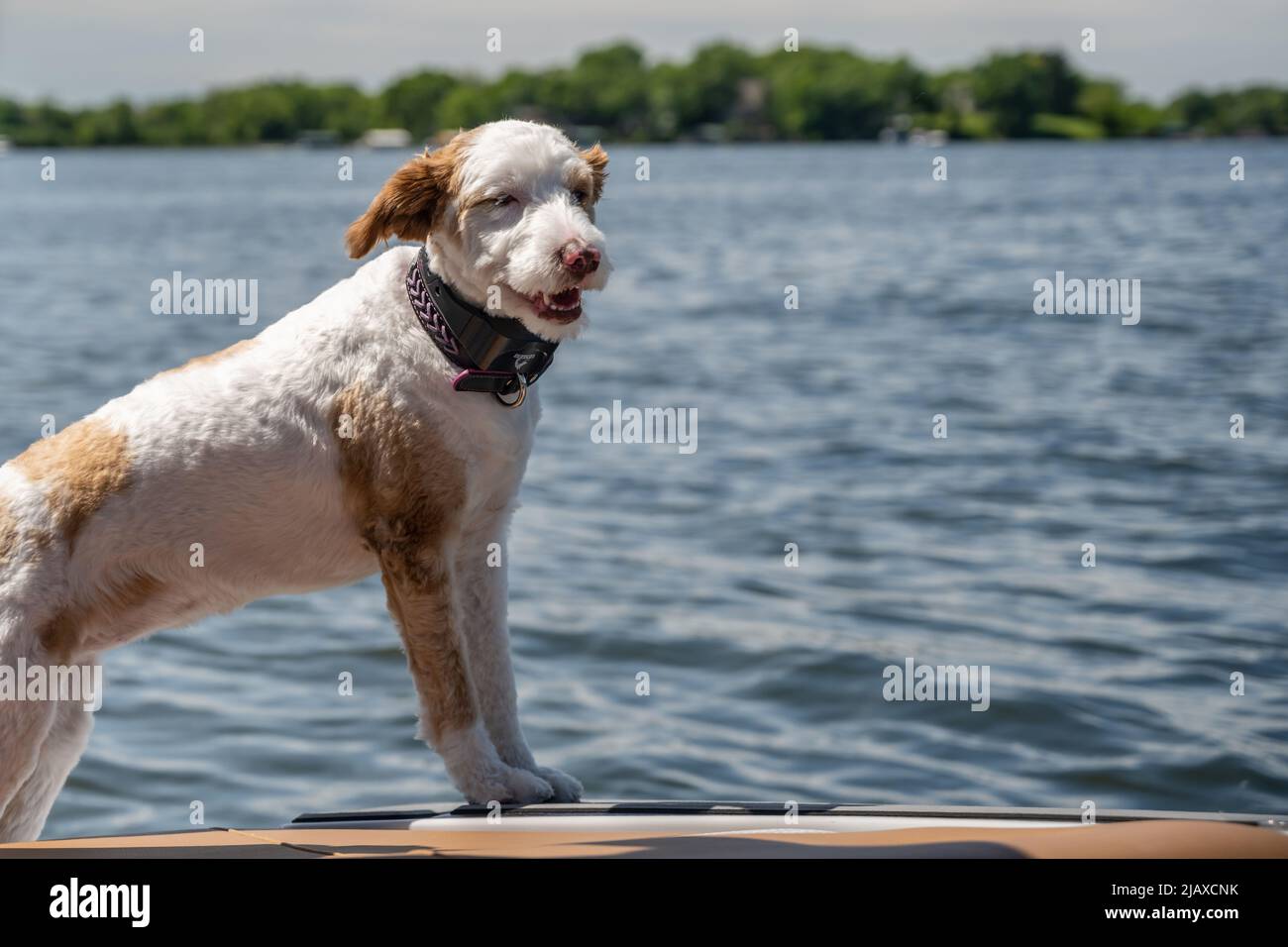 Un Jack Russel Terrier a Lake Minnetonka, Minnesota Foto Stock