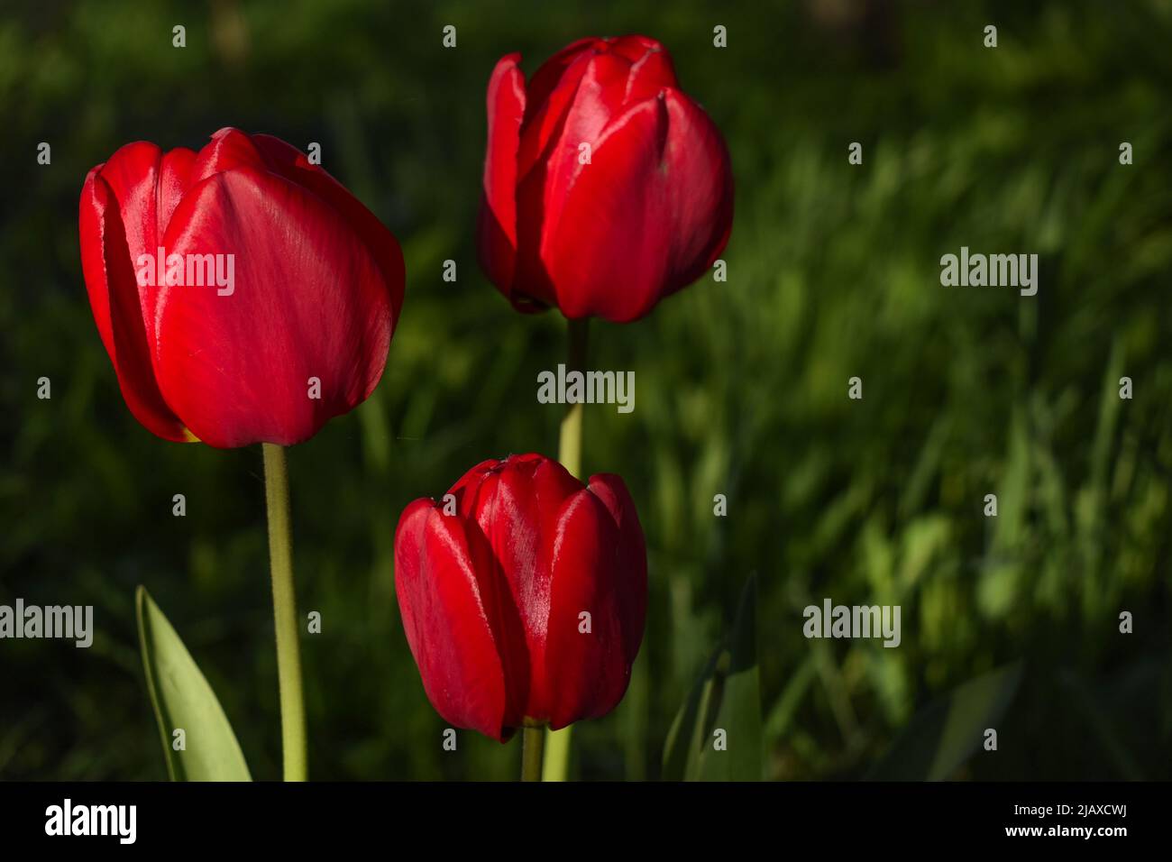 Tulipani illuminati dalla luce del sole in giardino ombreggiato Foto Stock