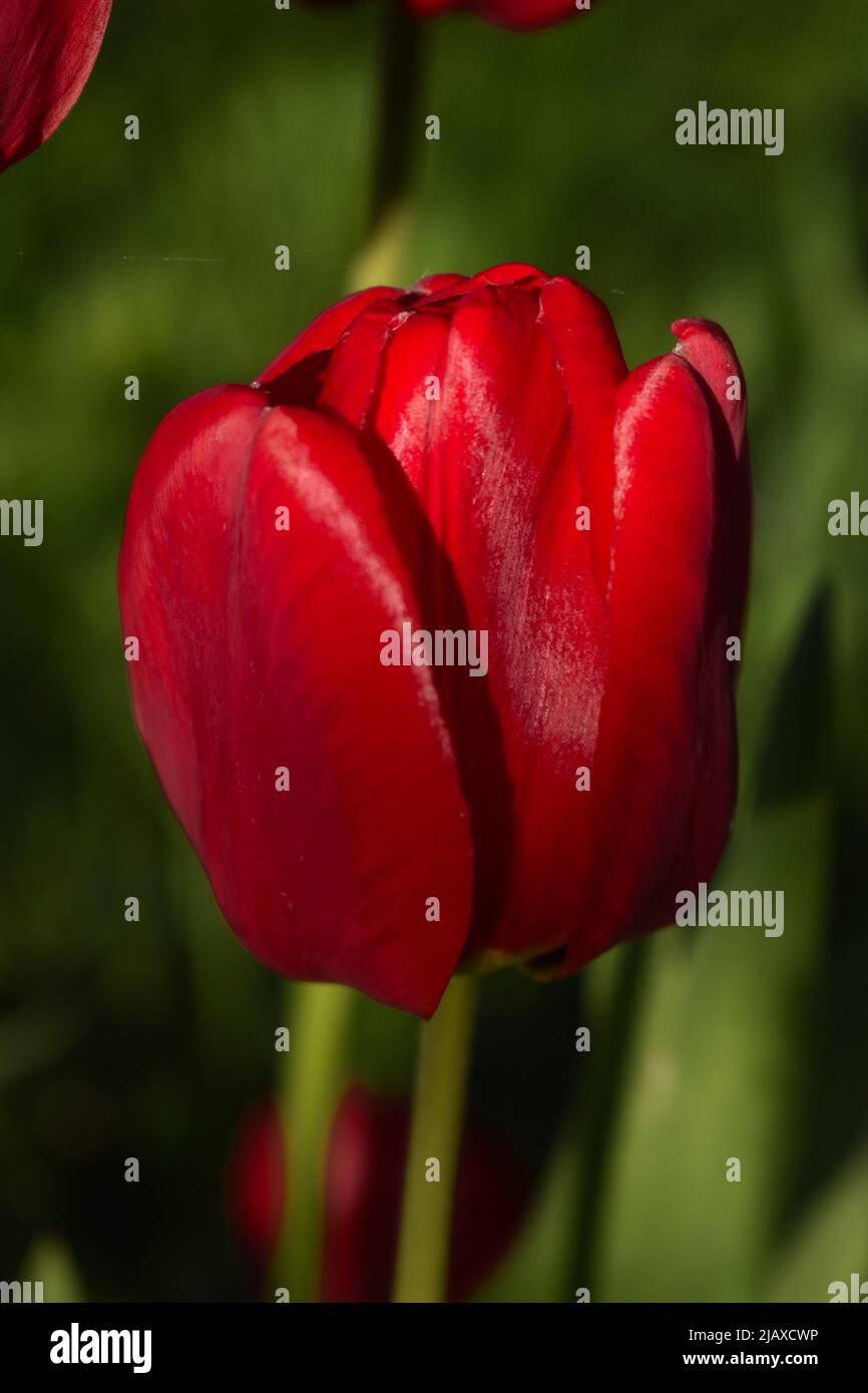 Primo piano tulipano rosso, messa a fuoco selettiva Foto Stock