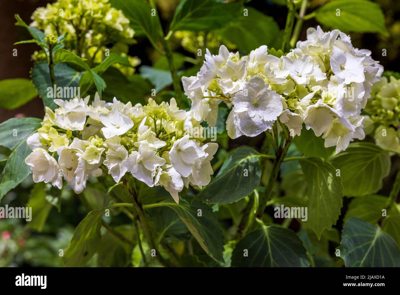 Hydrangea macrophylla «Wudu» Foto Stock