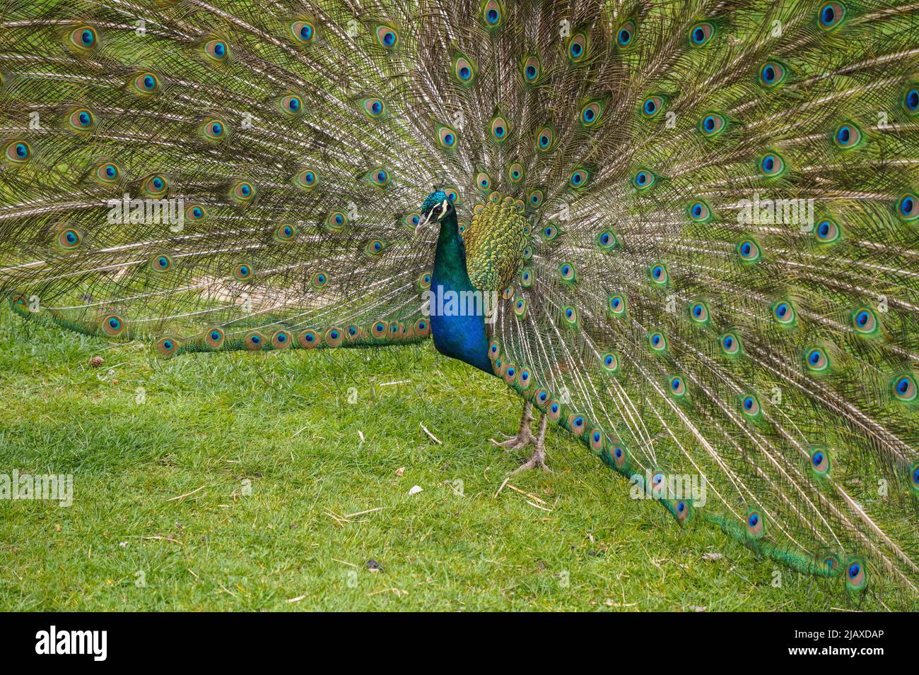 Un maschio di pavone, il pavone indiano, il critico di Pavo che mostra il suo piumaggio. Foto Stock