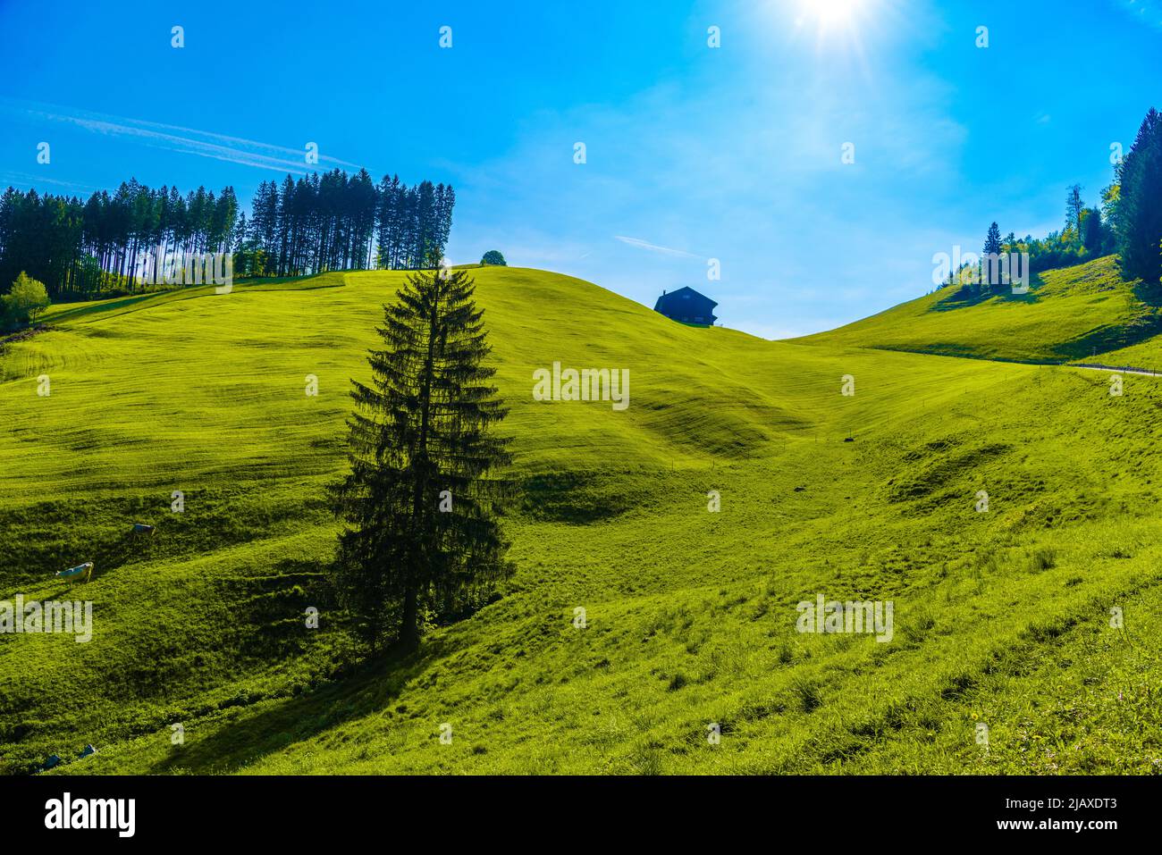 Campi verdi con cielo blu, Schoenengrund, Hinterland, Appenzell Foto Stock
