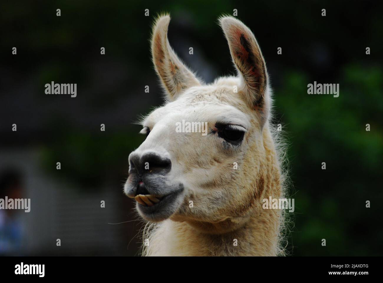 Primo piano colpo di testa di un lama (lama glama), un camelide sudamericano addomesticato, che è ampiamente famoso e utilizzato per la sua carne e come animale da imballaggio. Foto Stock