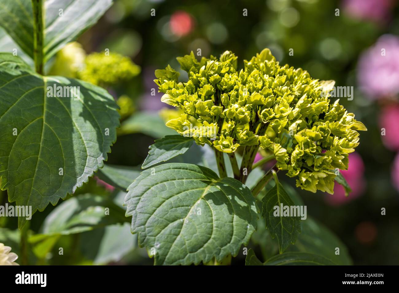Hydrangea macrophylla «Wudu» Foto Stock