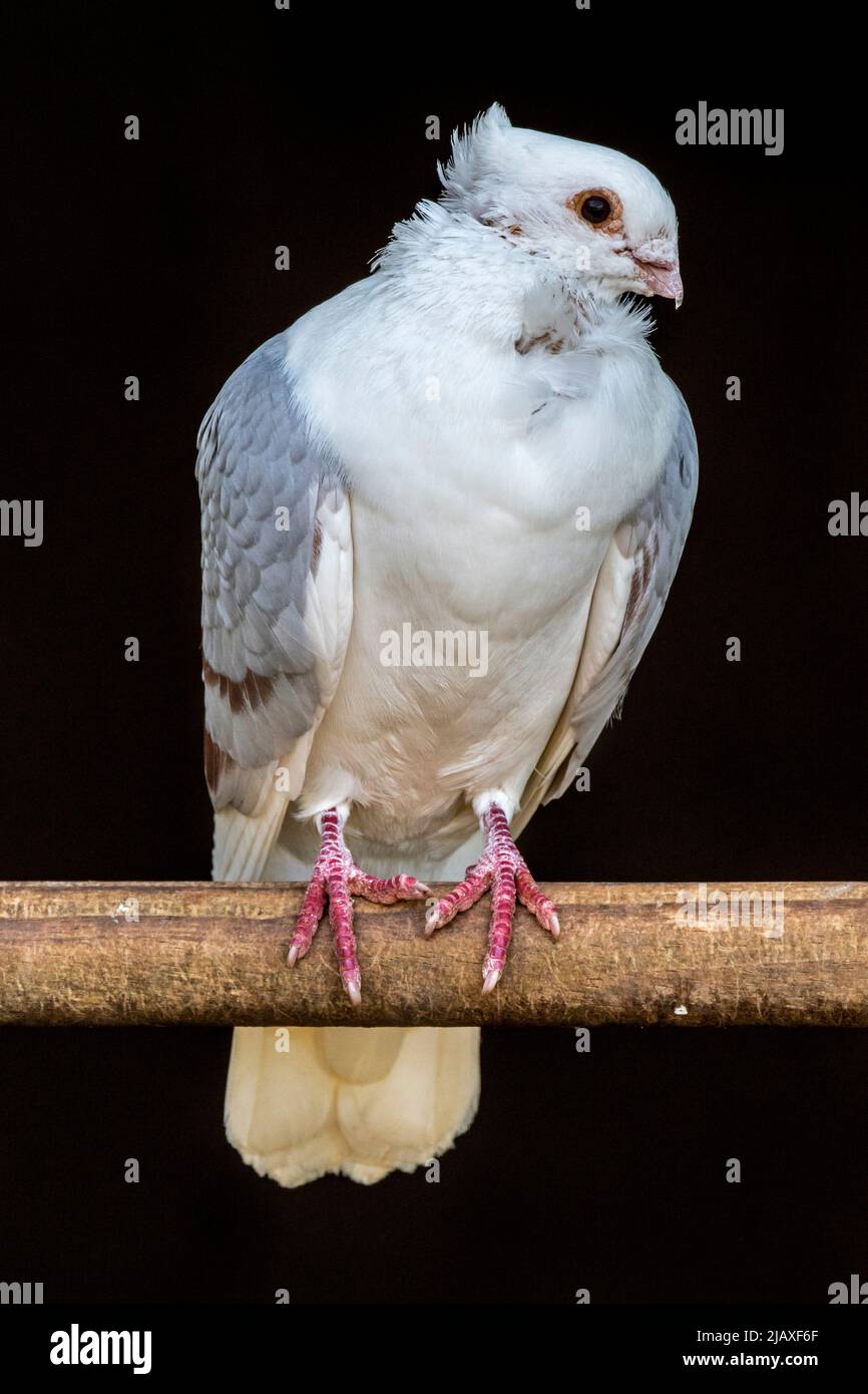 Vlaanderse Smiterel / Flander Smerle / Smerle des Flandres, razza di piccione fantasia, schermo gabbiano con mantello colorato dalle Fiandre in Belgio Foto Stock Vlaanderse Smiterel / Flander Smerle / Smerle des Flandres, razza di piccione fantasia, schermo gabbiano con mantello colorato dalle Fiandre in Belgio Foto Stock