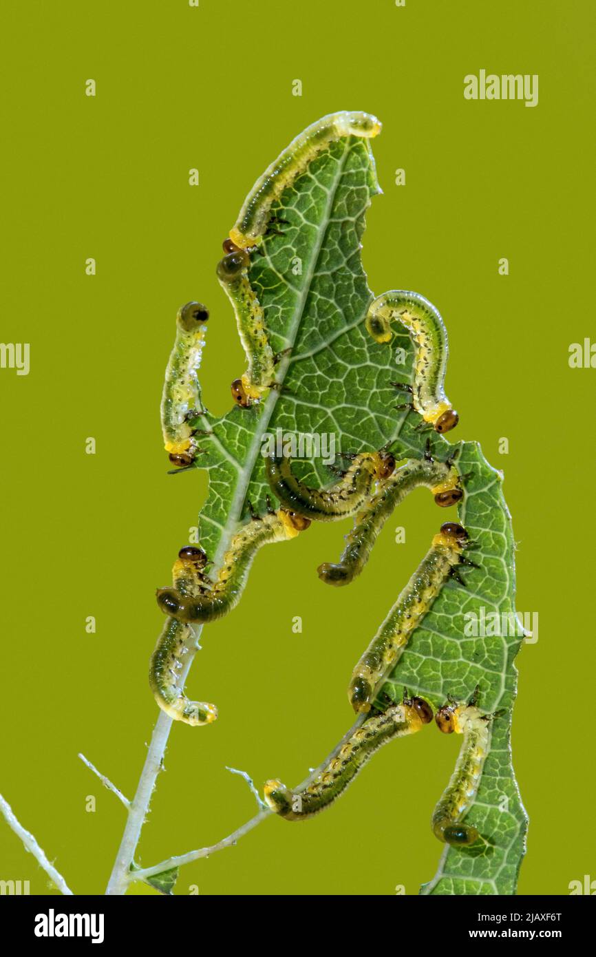 Larve di Sawfly / larva (Symphyta sp.) che si nutrono lungo il bordo della foglia da cultivar di mirtillo (corymbosum di Vaccinium) in giardino Foto Stock