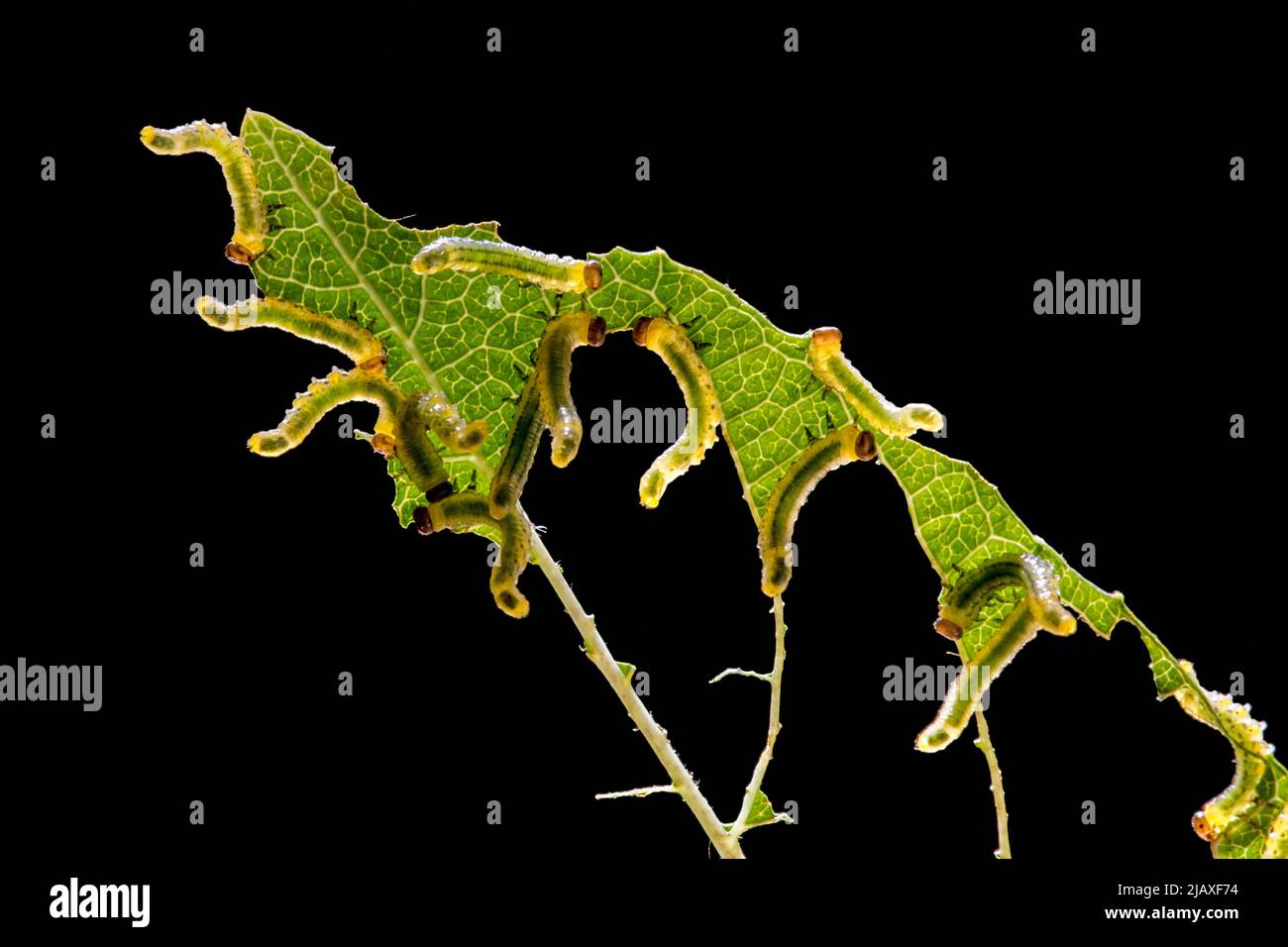 Larve di Sawfly / larva (Symphyta sp.) che si nutrono lungo il bordo della foglia da cultivar di mirtillo (corymbosum di Vaccinium) in giardino Foto Stock