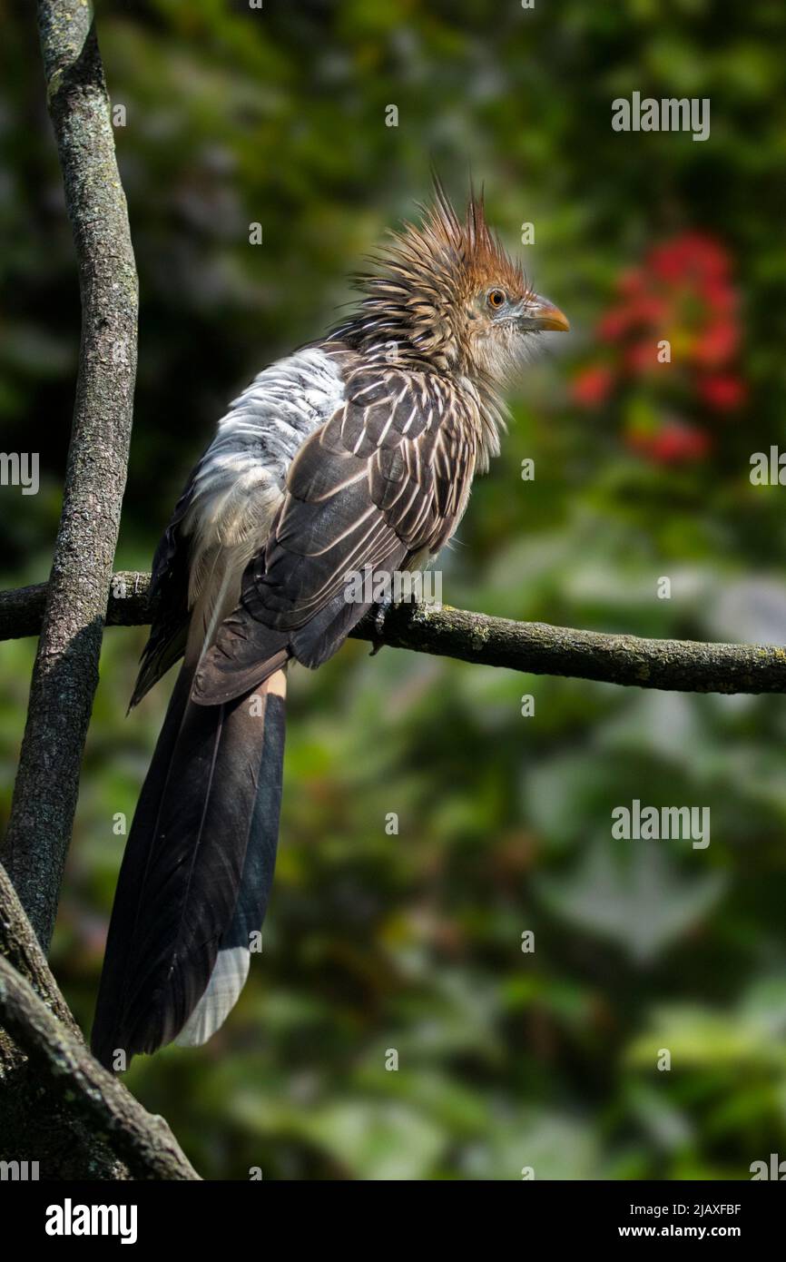 Guira cucù (Guira guira) arroccato in albero, uccello gregarioso nativo del Sud America Foto Stock