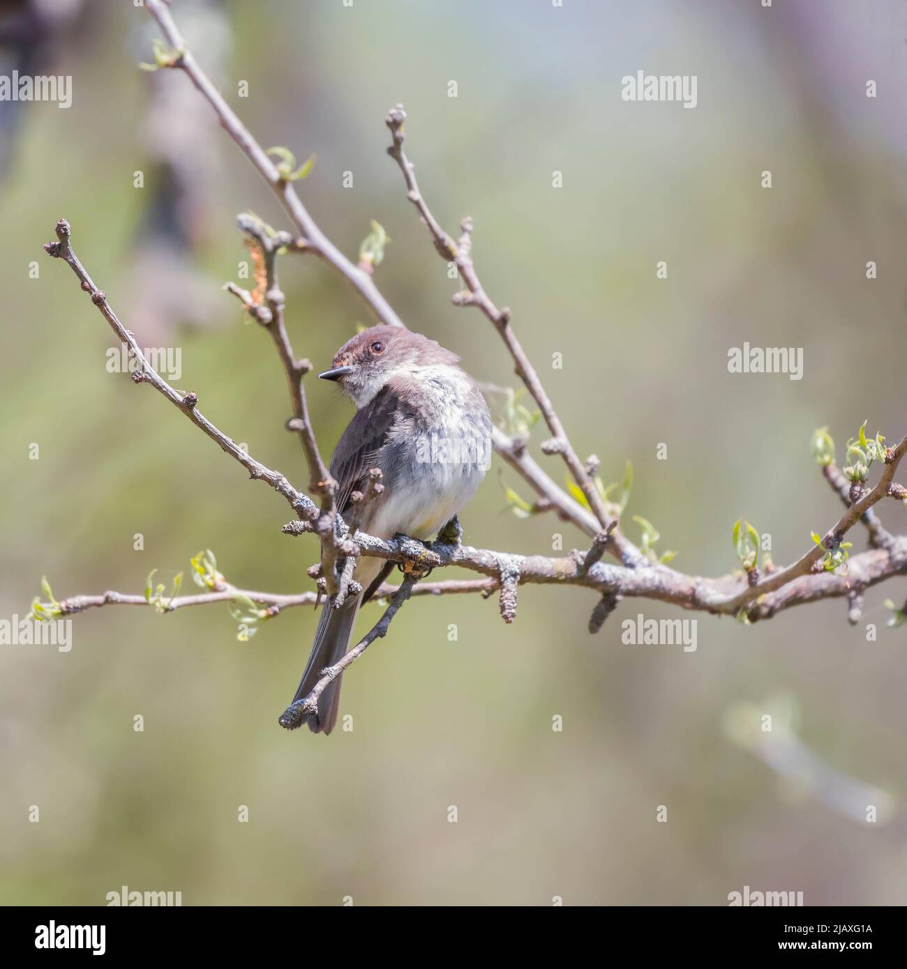 Eastern phoebe (Sayornis phoebe) posando su un ramo di albero. Chesapeake e l'Ohio Canal National Historical Park. Maryland. USA Foto Stock