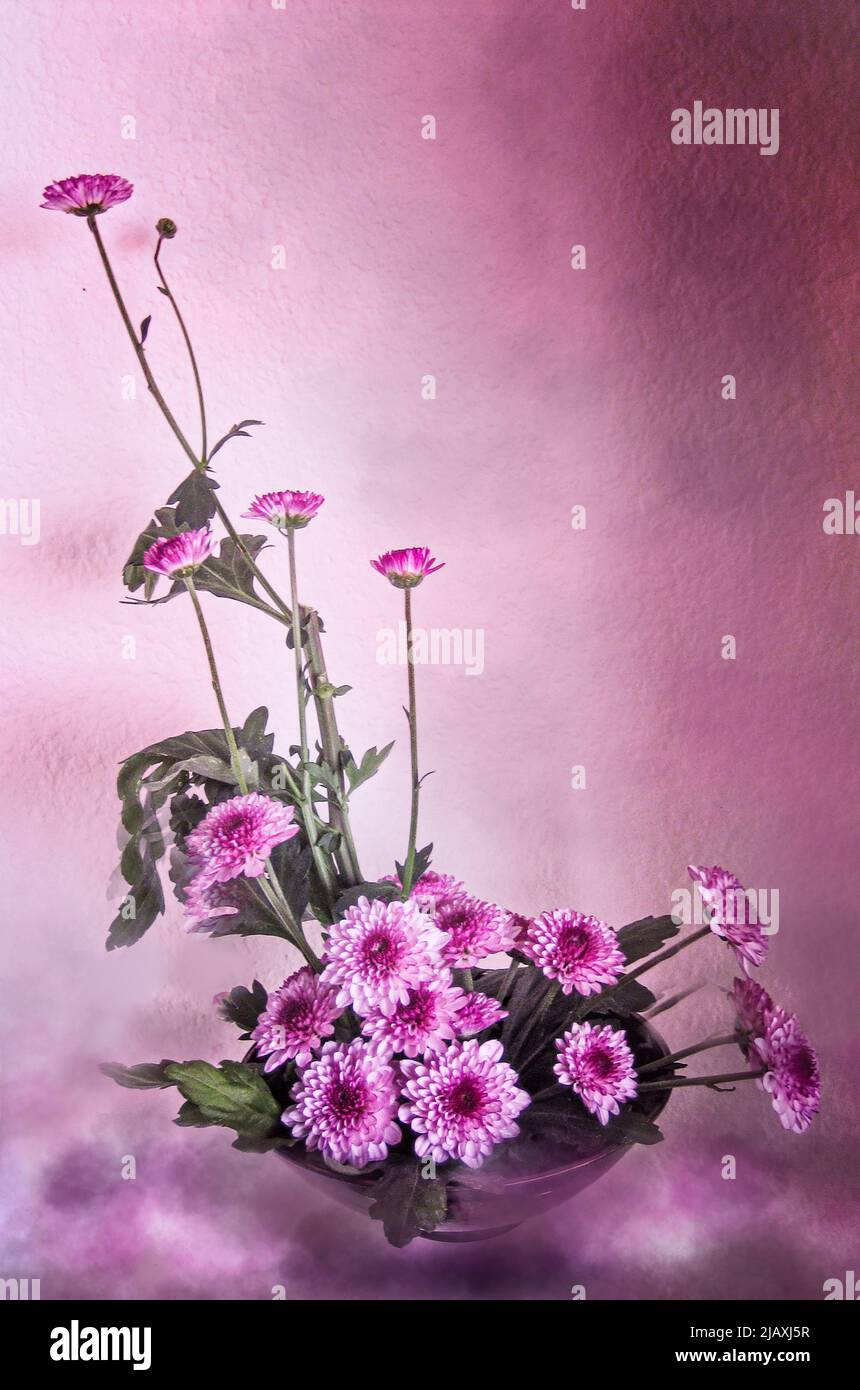 ikebana fiori arrangiati con maníes tipi di fiori rosa e viola con sfondo testurizzato Foto Stock