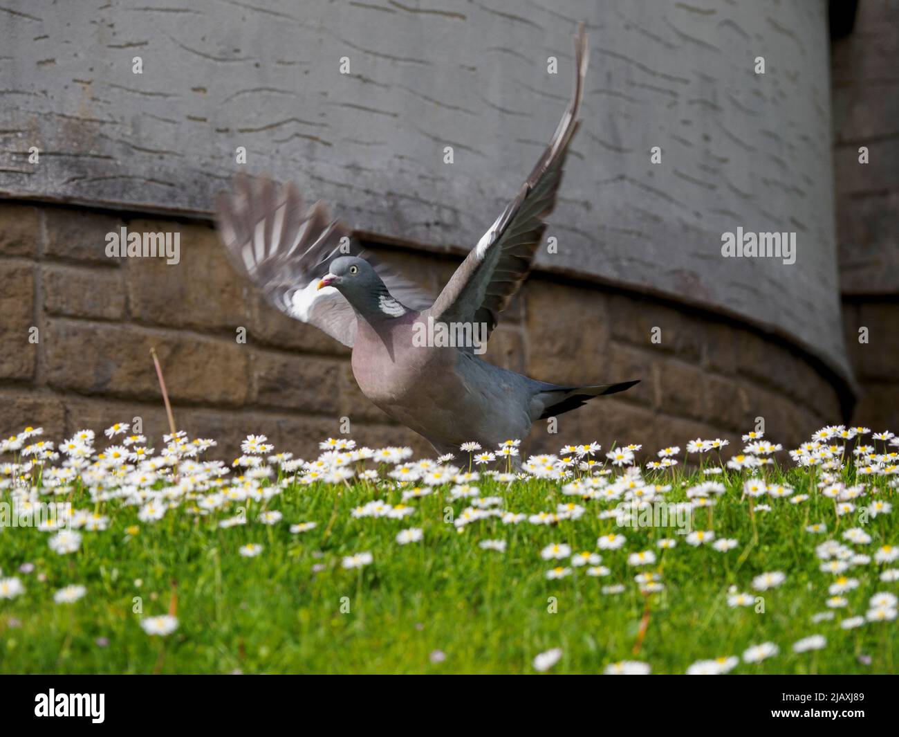 Woodpicceon, Columba Palumbus, decollo, Regno Unito Foto Stock