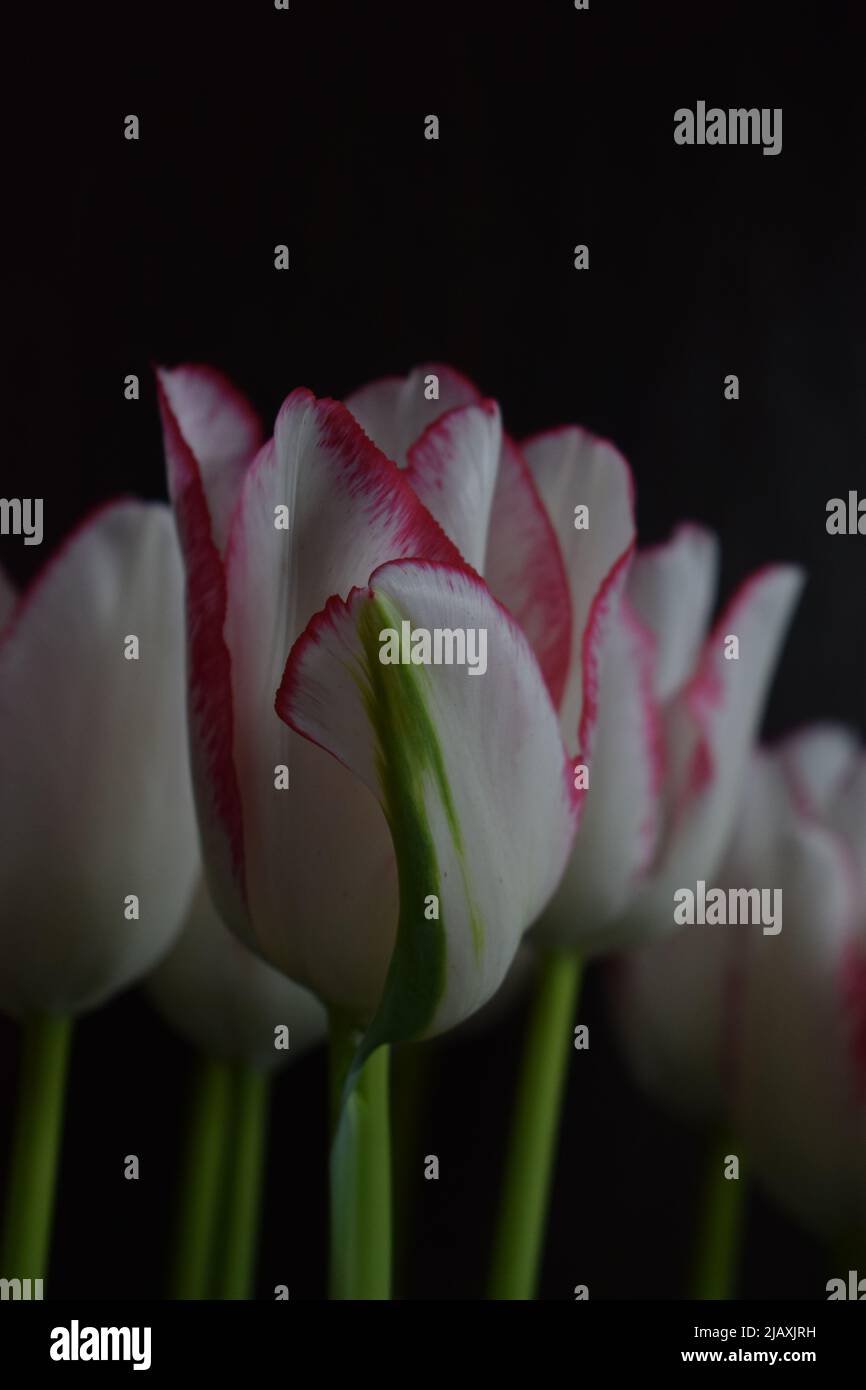 Tulipano bianco con strisce rosse sui petali sullo sfondo scuro sfocato. Due tulipani colorati a primo piano sullo sfondo scuro. Foto Stock