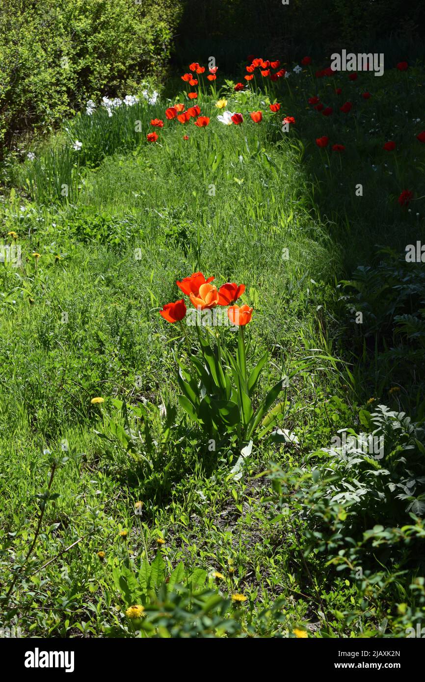 Grande bella fioritura tulipani sullo sfondo di foglie verdi. Natura primavera concetto. Fiori in fiore sul prato. Dettagli del flusso tulipano interno Foto Stock